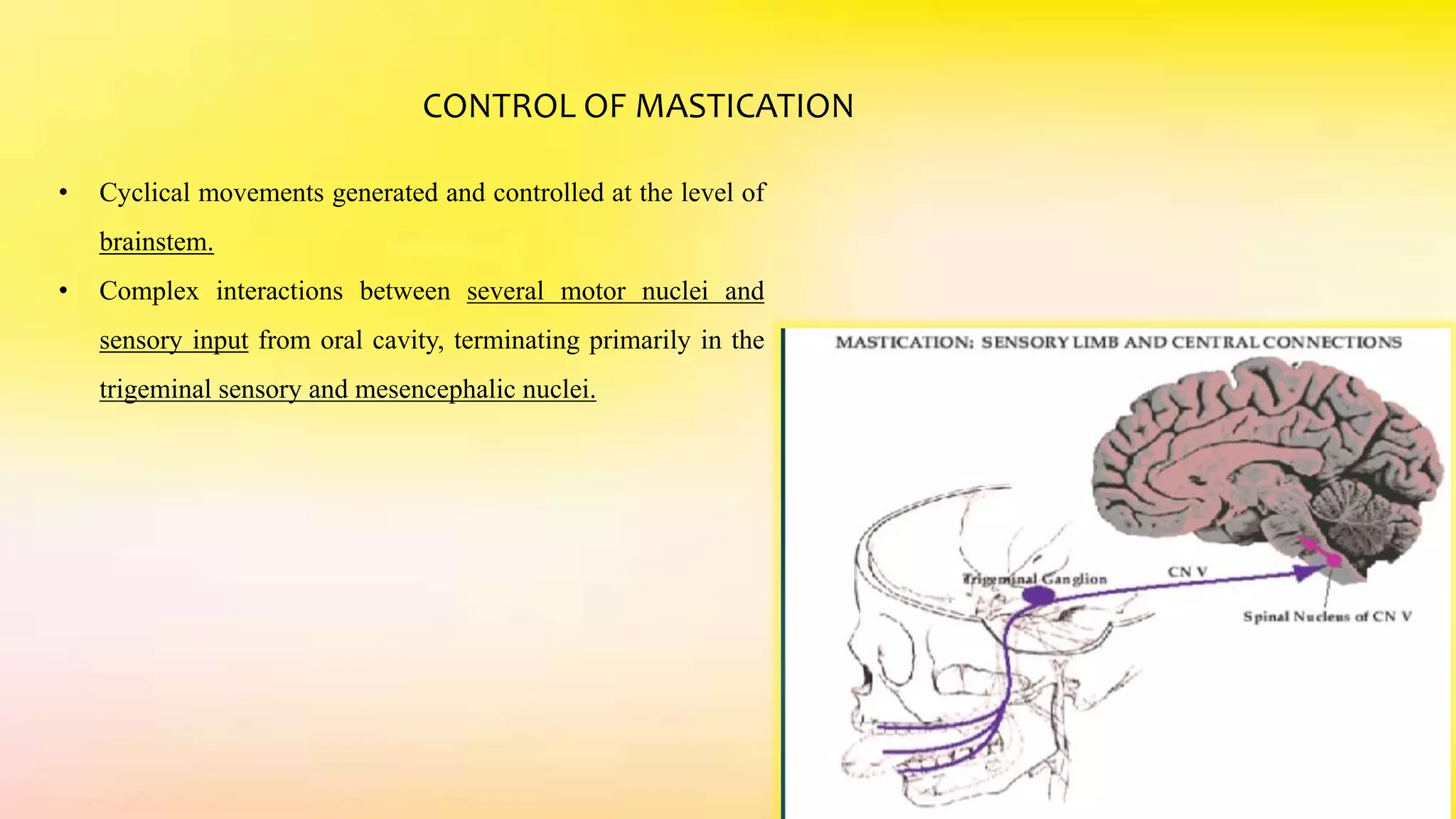 CONTROL OF MASTICATION
• Cyclical movements generated and controlled at the level of
brainstem.
• Complex interactions between several motor nuclei and
sensory input from oral cavity, terminating primarily in the
trigeminal sensory and mesencephalic nuclei.
 