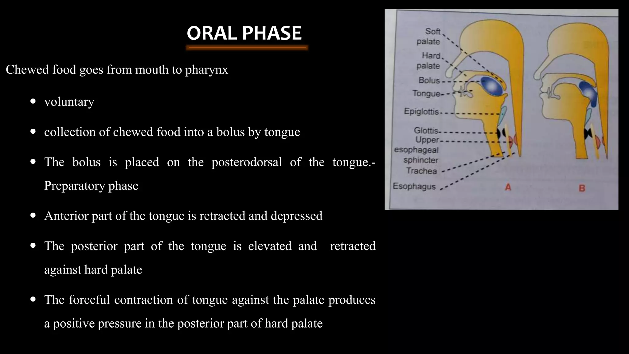 Chewed food goes from mouth to pharynx
 voluntary
 collection of chewed food into a bolus by tongue
 The bolus is placed on the posterodorsal of the tongue.-
Preparatory phase
 Anterior part of the tongue is retracted and depressed
 The posterior part of the tongue is elevated and retracted
against hard palate
 The forceful contraction of tongue against the palate produces
a positive pressure in the posterior part of hard palate
ORAL PHASE
 