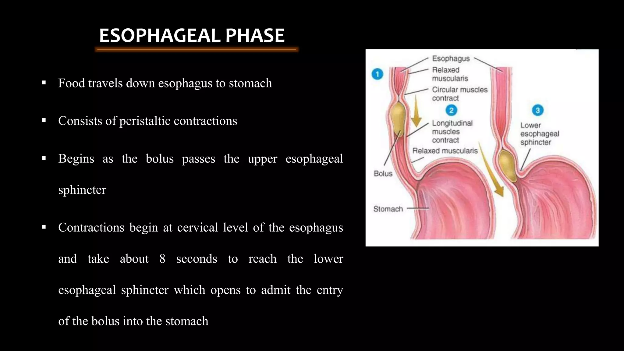  Food travels down esophagus to stomach
 Consists of peristaltic contractions
 Begins as the bolus passes the upper esophageal
sphincter
 Contractions begin at cervical level of the esophagus
and take about 8 seconds to reach the lower
esophageal sphincter which opens to admit the entry
of the bolus into the stomach
ESOPHAGEAL PHASE
 
