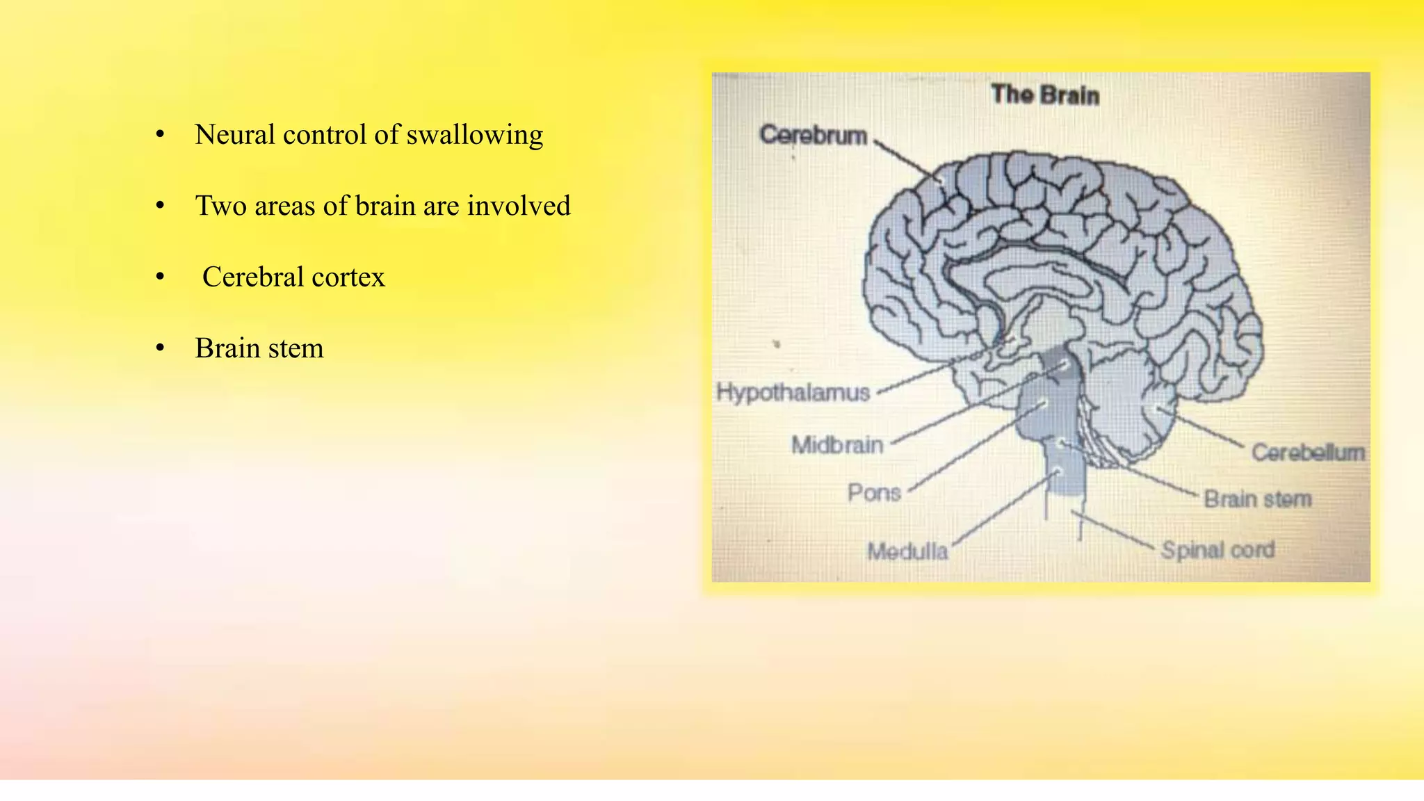 • Neural control of swallowing
• Two areas of brain are involved
• Cerebral cortex
• Brain stem
 