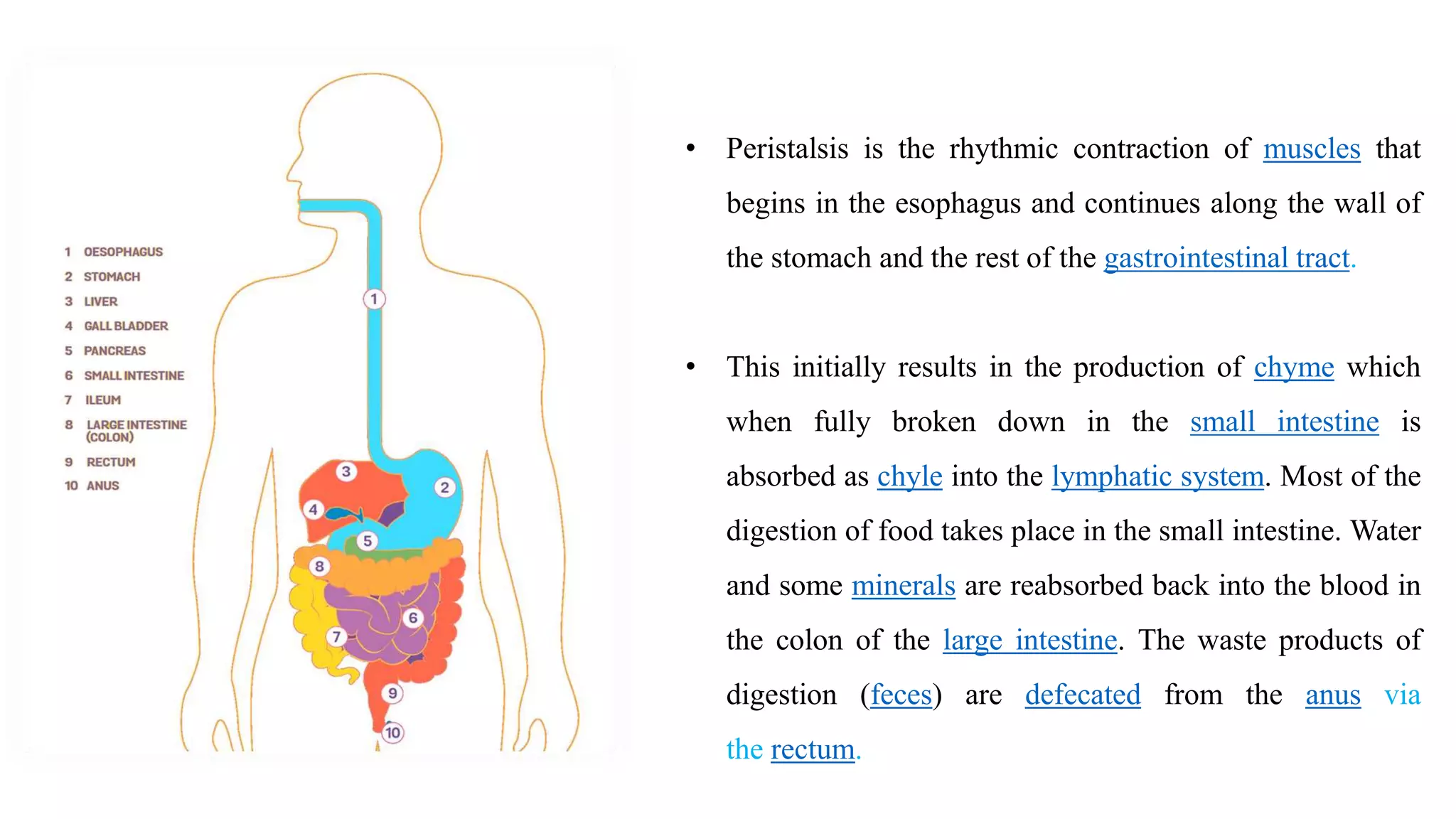 • Peristalsis is the rhythmic contraction of muscles that
begins in the esophagus and continues along the wall of
the stomach and the rest of the gastrointestinal tract.
• This initially results in the production of chyme which
when fully broken down in the small intestine is
absorbed as chyle into the lymphatic system. Most of the
digestion of food takes place in the small intestine. Water
and some minerals are reabsorbed back into the blood in
the colon of the large intestine. The waste products of
digestion (feces) are defecated from the anus via
the rectum.
 