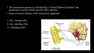 Mastication Process Comprehensive Overview of Mastication and Deglutition Processes in ...