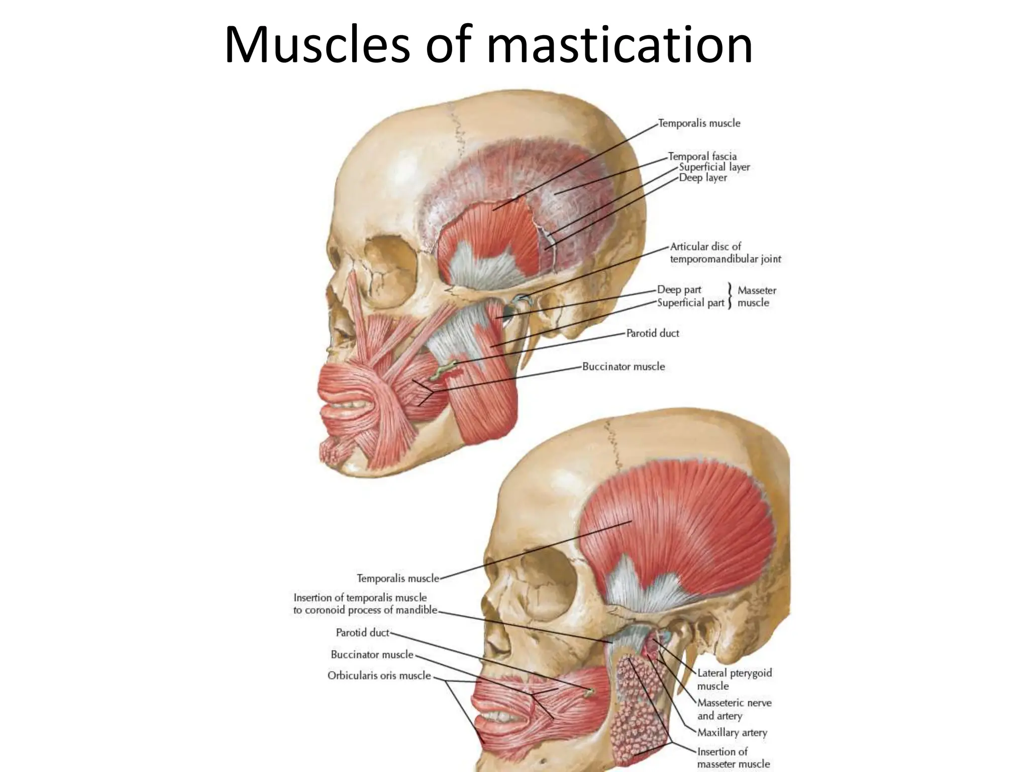 Muscles of mastication
 