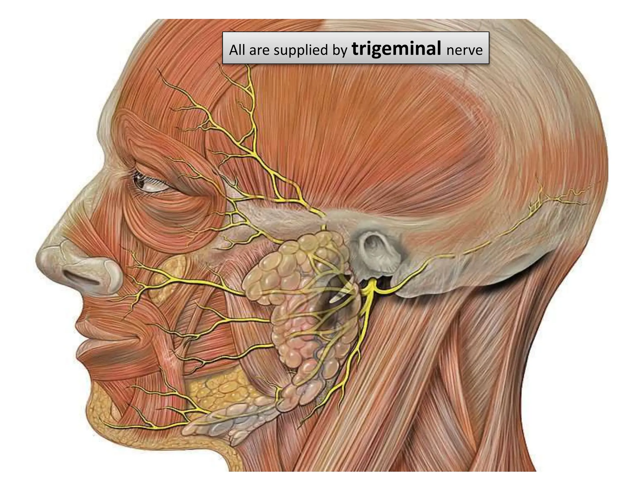 All are supplied by trigeminal nerve
 