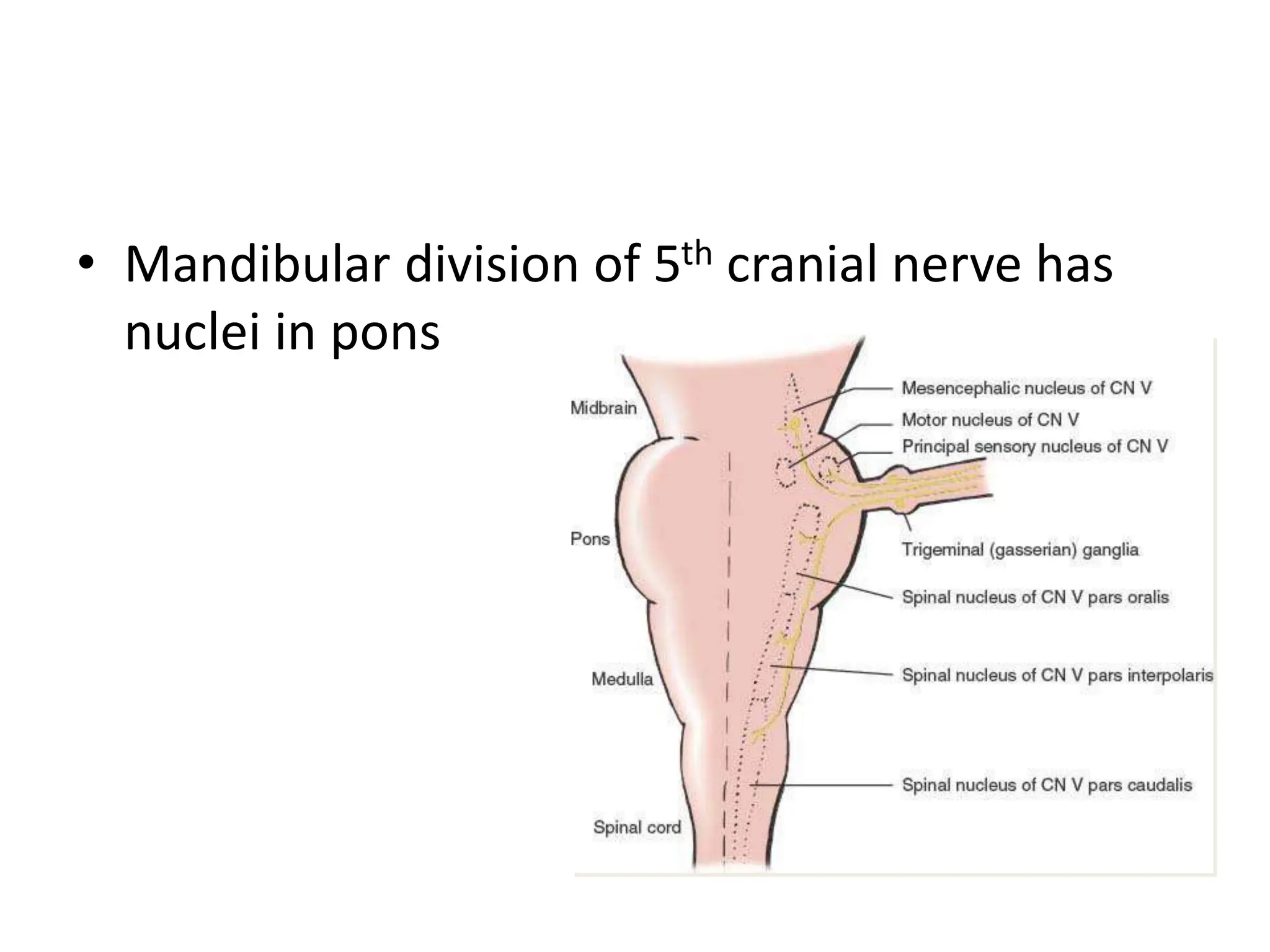 • Mandibular division of 5th cranial nerve has
nuclei in pons
 