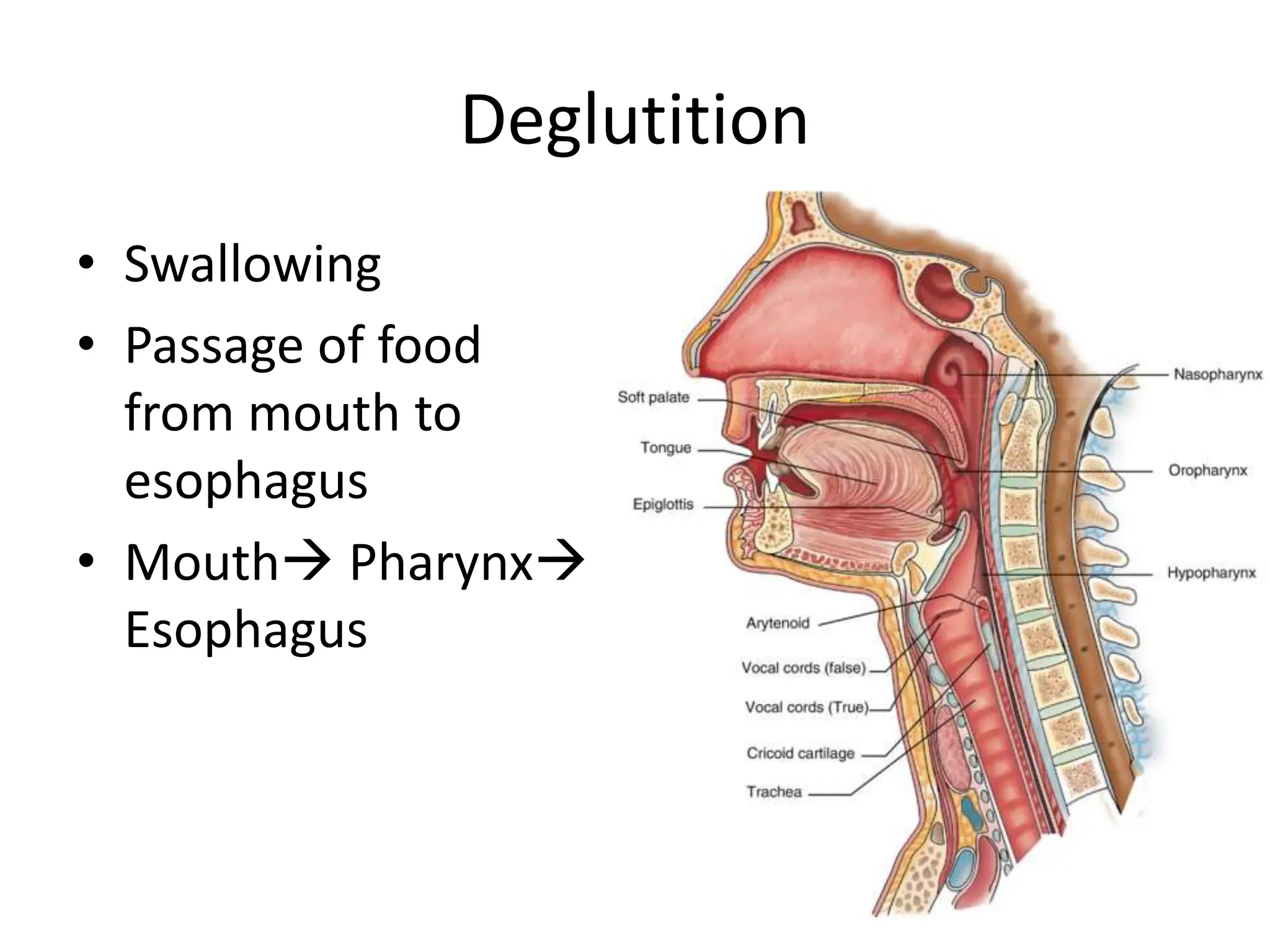 Deglutition
• Swallowing
• Passage of food
from mouth to
esophagus
• Mouth Pharynx
Esophagus
 