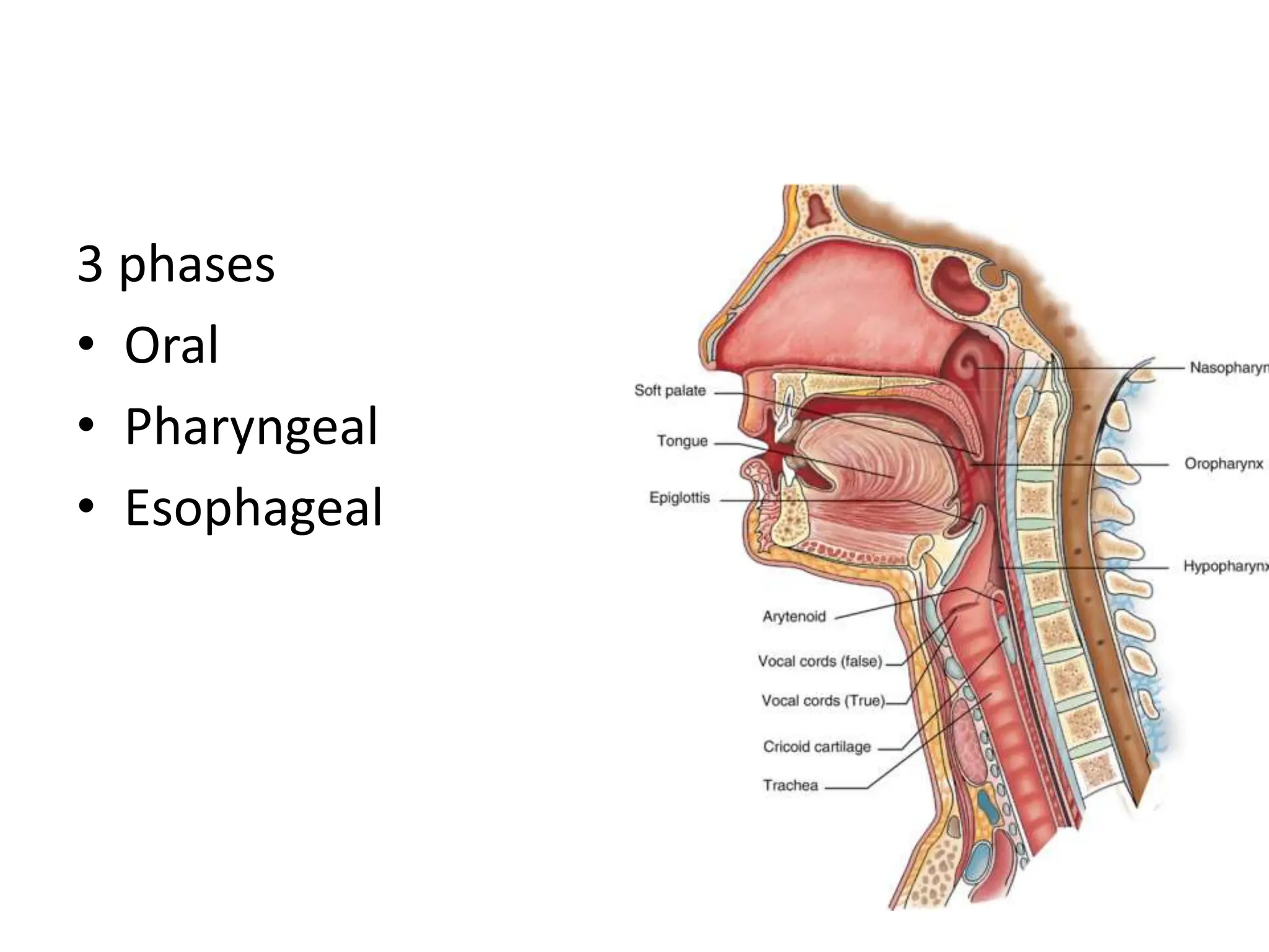 3 phases
• Oral
• Pharyngeal
• Esophageal
 