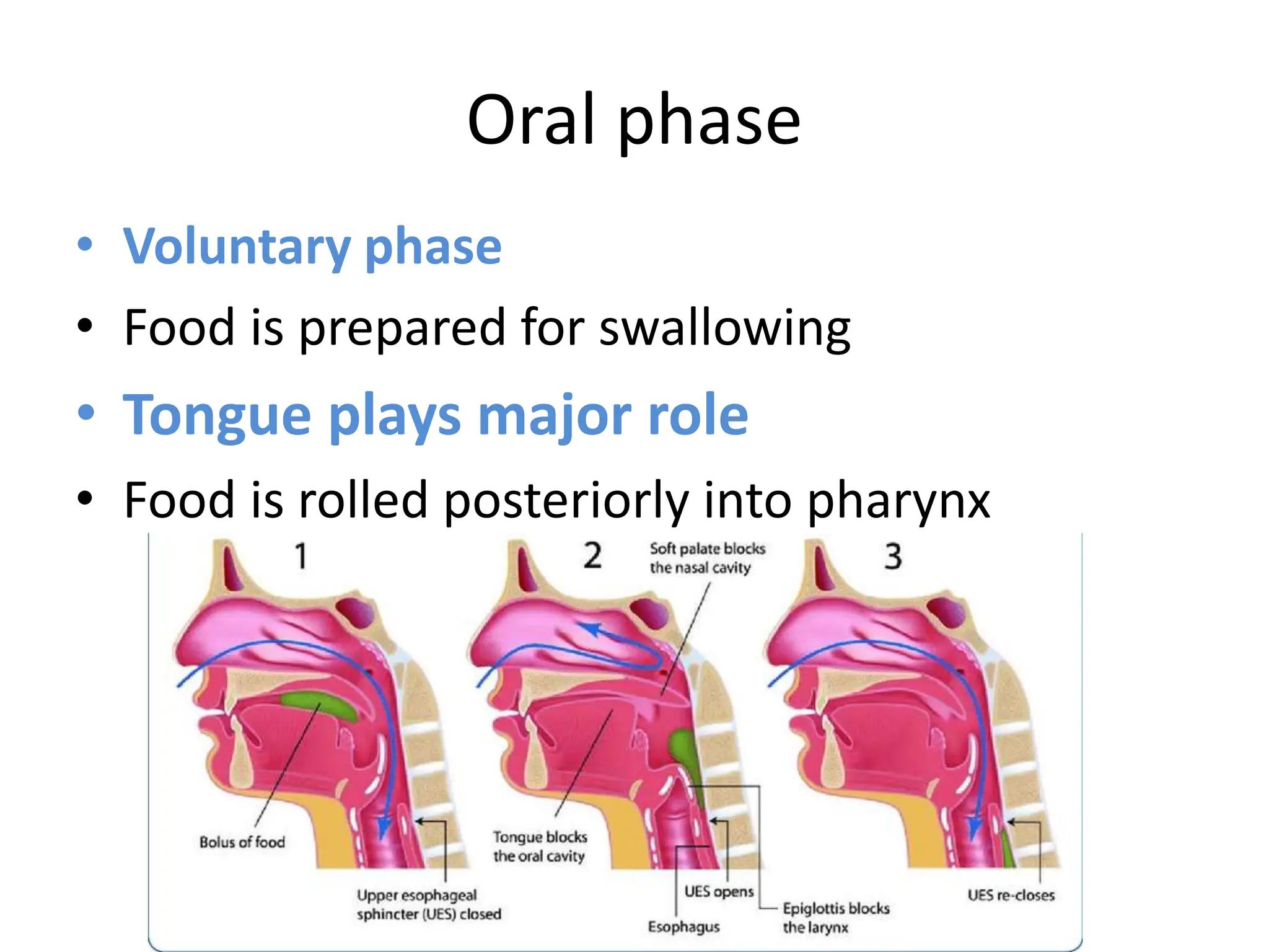 Oral phase
• Voluntary phase
• Food is prepared for swallowing
• Tongue plays major role
• Food is rolled posteriorly into pharynx
 