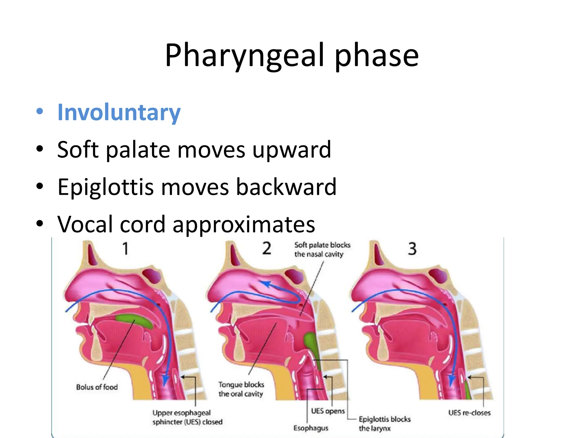 Pharyngeal phase
• Involuntary
• Soft palate moves upward
• Epiglottis moves backward
• Vocal cord approximates
 