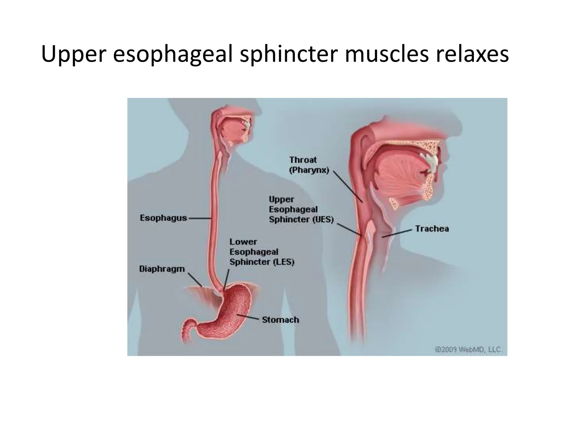 Upper esophageal sphincter muscles relaxes
 