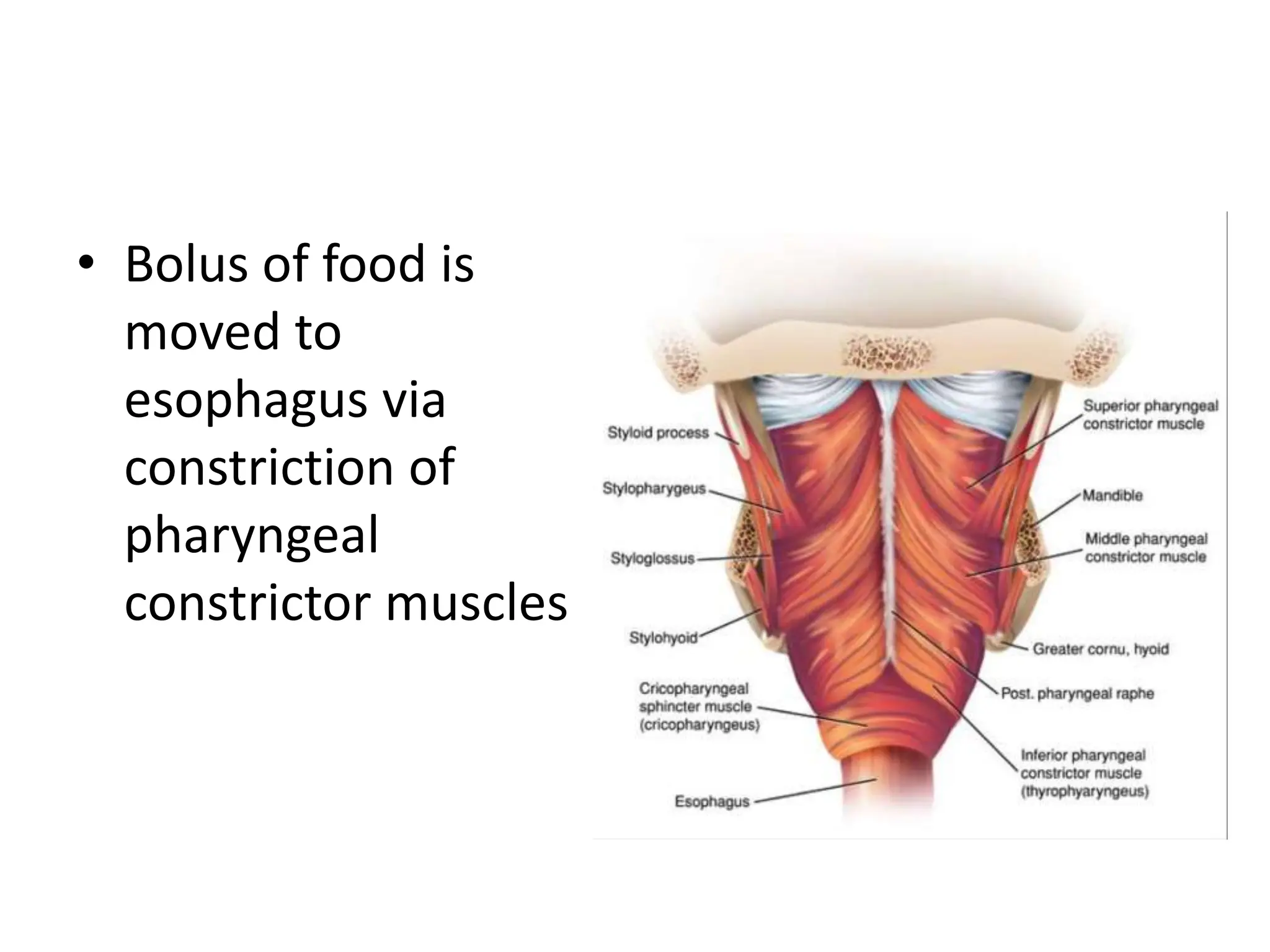 • Bolus of food is
moved to
esophagus via
constriction of
pharyngeal
constrictor muscles
 