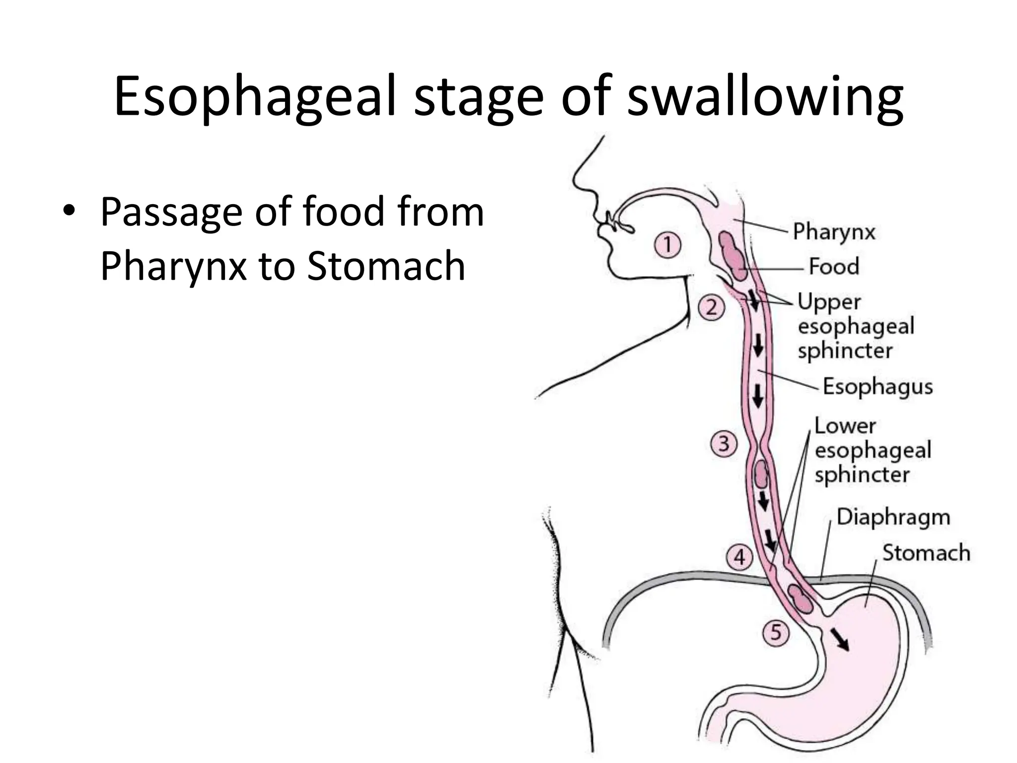 Esophageal stage of swallowing
• Passage of food from
Pharynx to Stomach
 