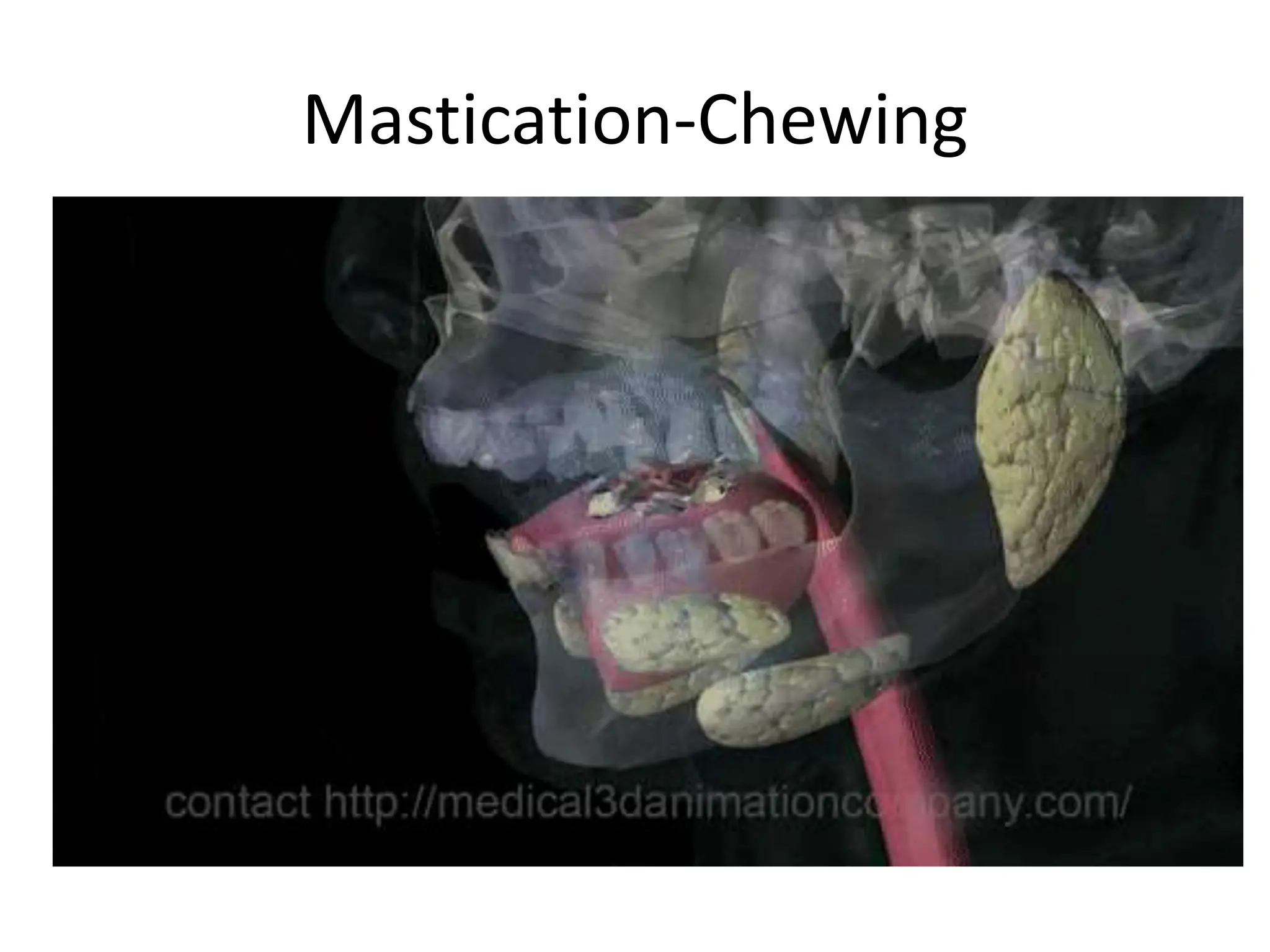 Mastication-Chewing
 