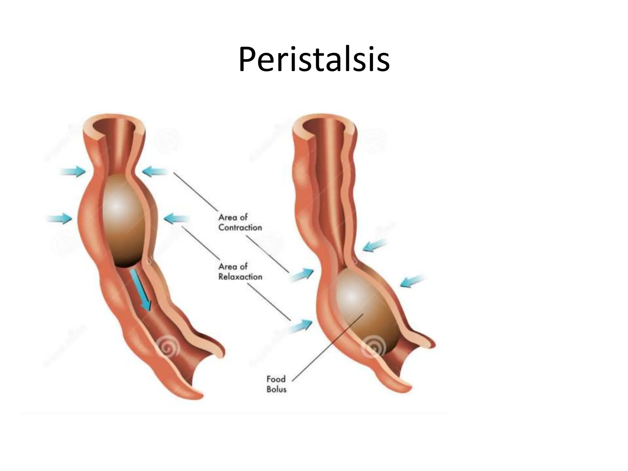Peristalsis
 