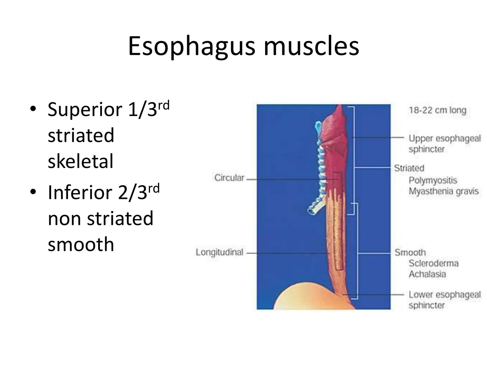 Esophagus muscles
• Superior 1/3rd
striated
skeletal
• Inferior 2/3rd
non striated
smooth
 