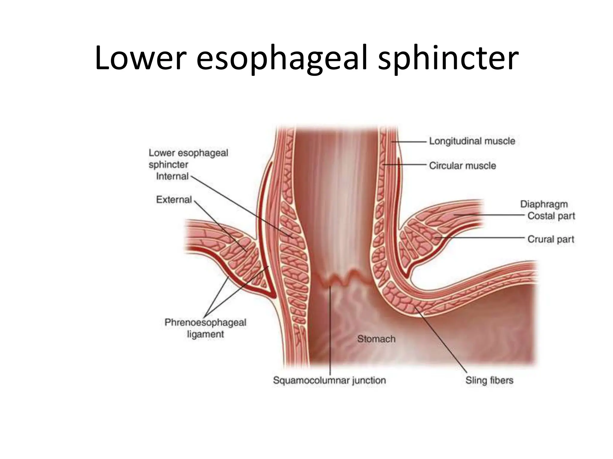 Lower esophageal sphincter
 
