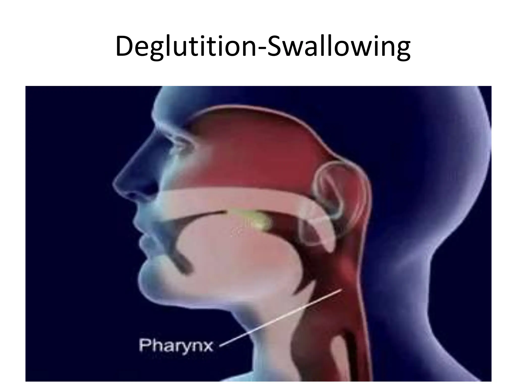 Deglutition-Swallowing
 