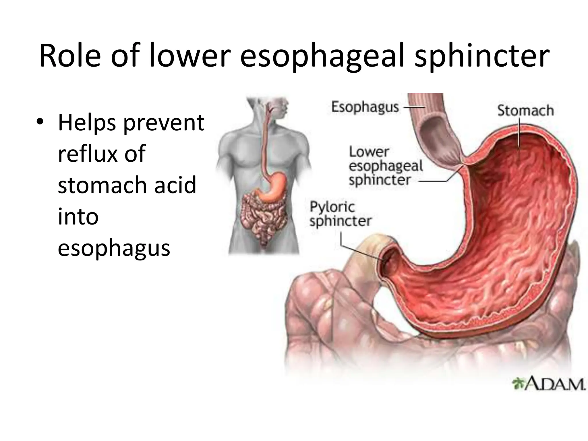 Role of lower esophageal sphincter
• Helps prevent
reflux of
stomach acid
into
esophagus
 