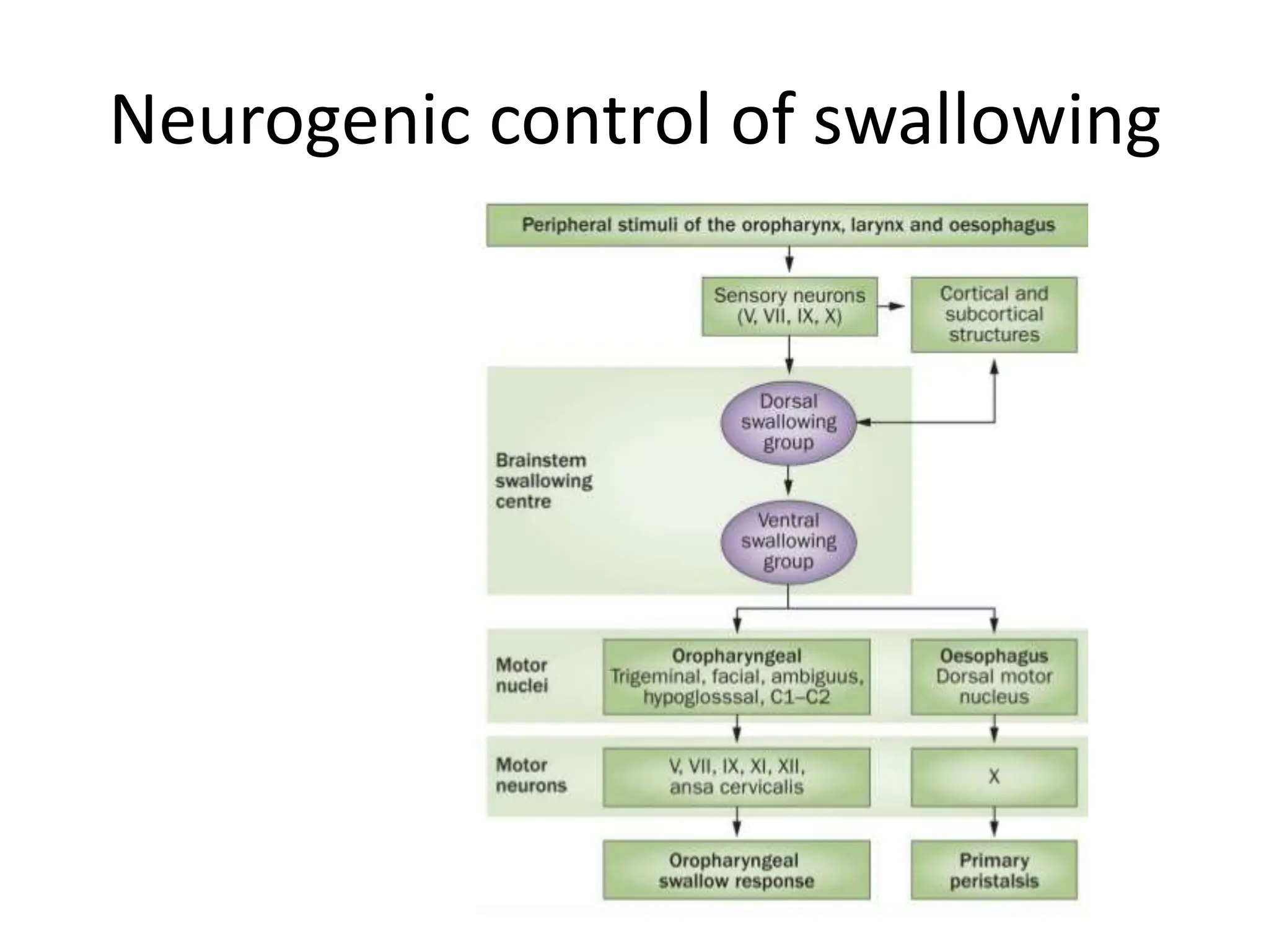 Neurogenic control of swallowing
 