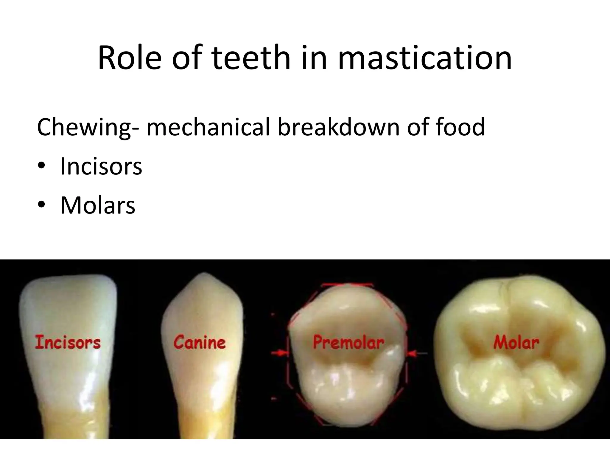 Role of teeth in mastication
Chewing- mechanical breakdown of food
• Incisors
• Molars
 