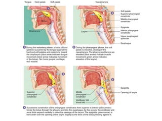 Git Reflex Classify Physiology Of GIT Mastication and Deglutition reflex.pptx