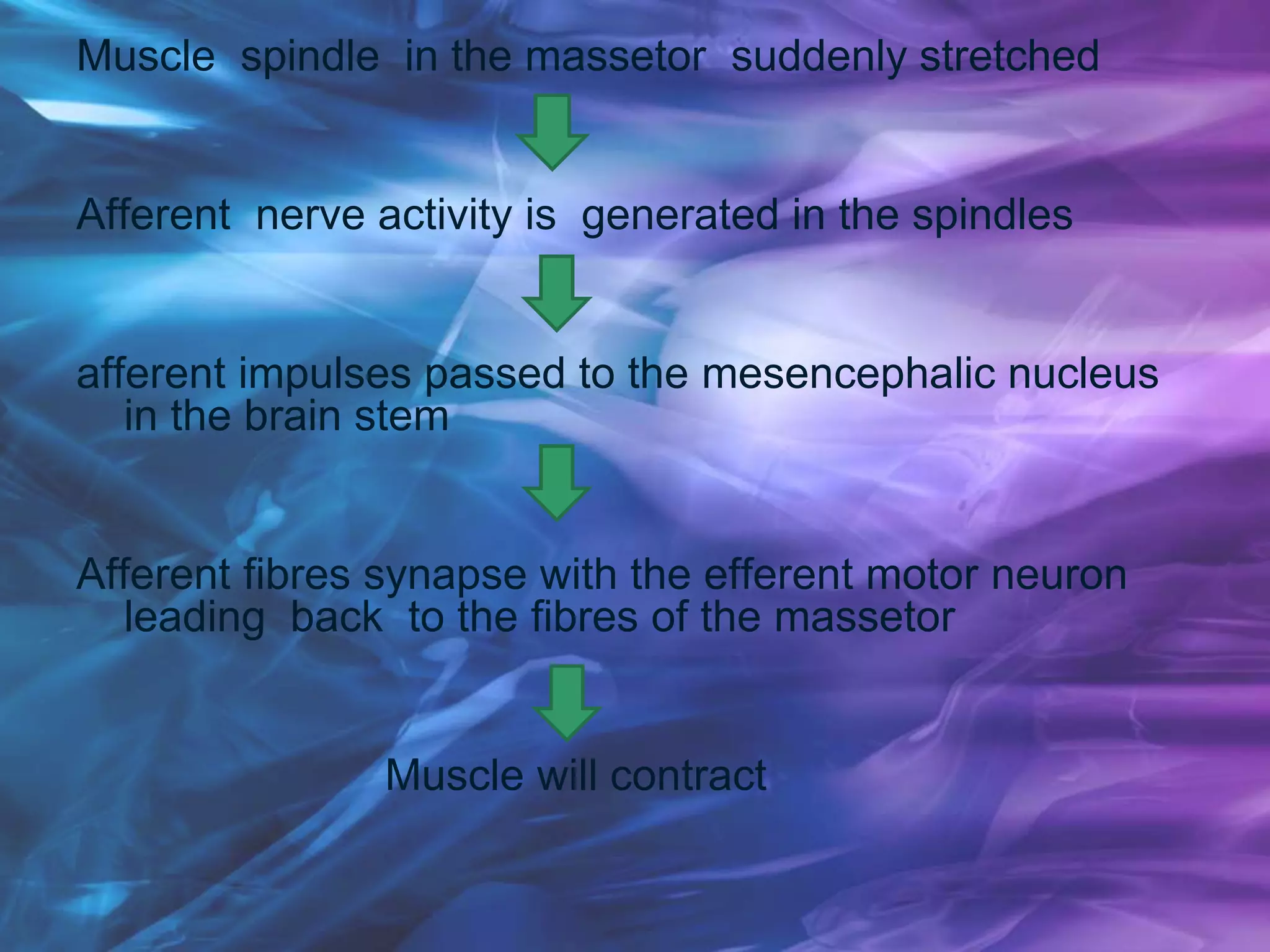 Muscle spindle in the massetor suddenly stretched
Afferent nerve activity is generated in the spindles
afferent impulses passed to the mesencephalic nucleus
in the brain stem
Afferent fibres synapse with the efferent motor neuron
leading back to the fibres of the massetor
Muscle will contract
 