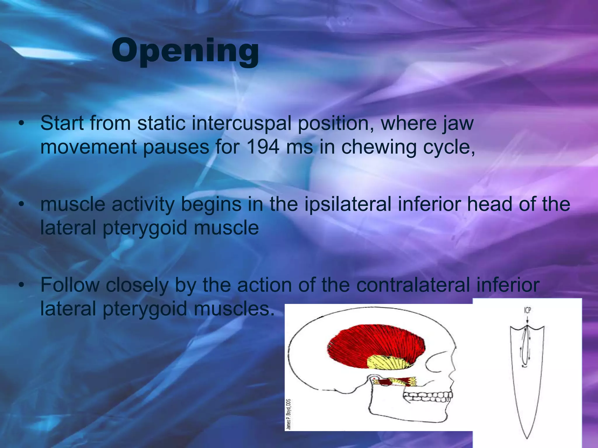 Opening
• Start from static intercuspal position, where jaw
movement pauses for 194 ms in chewing cycle,
• muscle activity begins in the ipsilateral inferior head of the
lateral pterygoid muscle
• Follow closely by the action of the contralateral inferior
lateral pterygoid muscles.
 