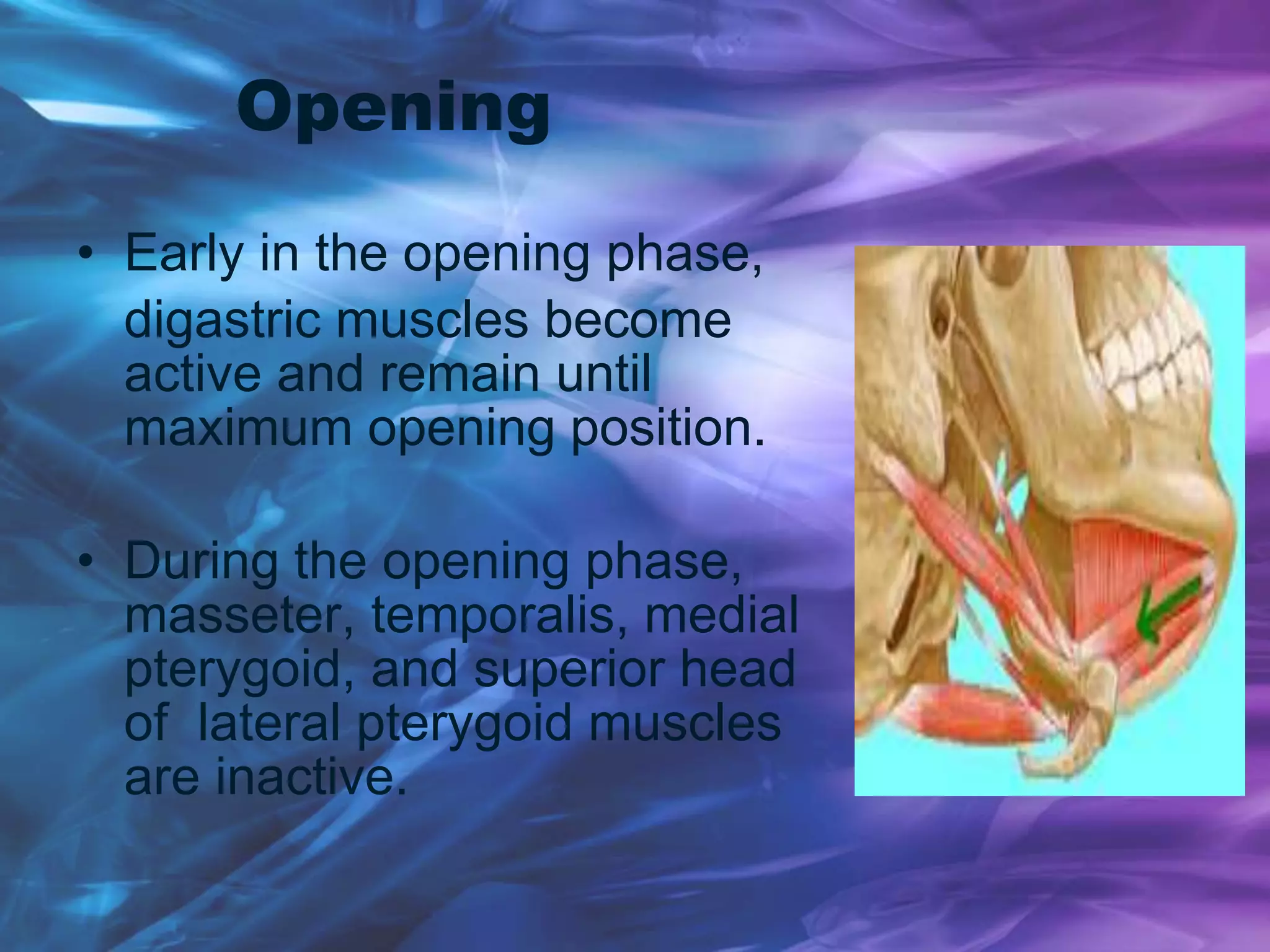 Opening
• Early in the opening phase,
digastric muscles become
active and remain until
maximum opening position.
• During the opening phase,
masseter, temporalis, medial
pterygoid, and superior head
of lateral pterygoid muscles
are inactive.
 