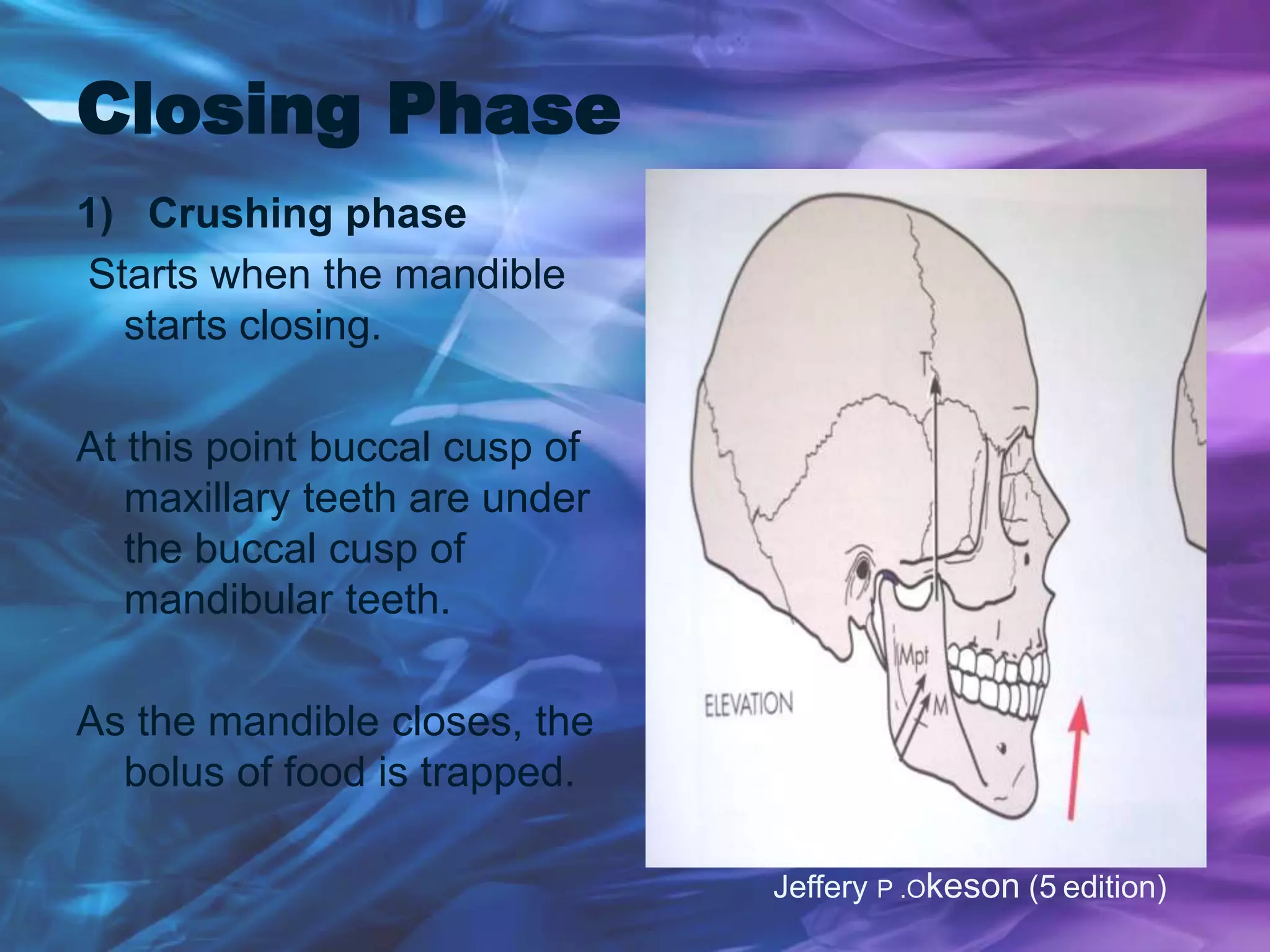 Closing Phase
1) Crushing phase
Starts when the mandible
starts closing.
At this point buccal cusp of
maxillary teeth are under
the buccal cusp of
mandibular teeth.
As the mandible closes, the
bolus of food is trapped.
Jeffery P .Okeson (5 edition)
 