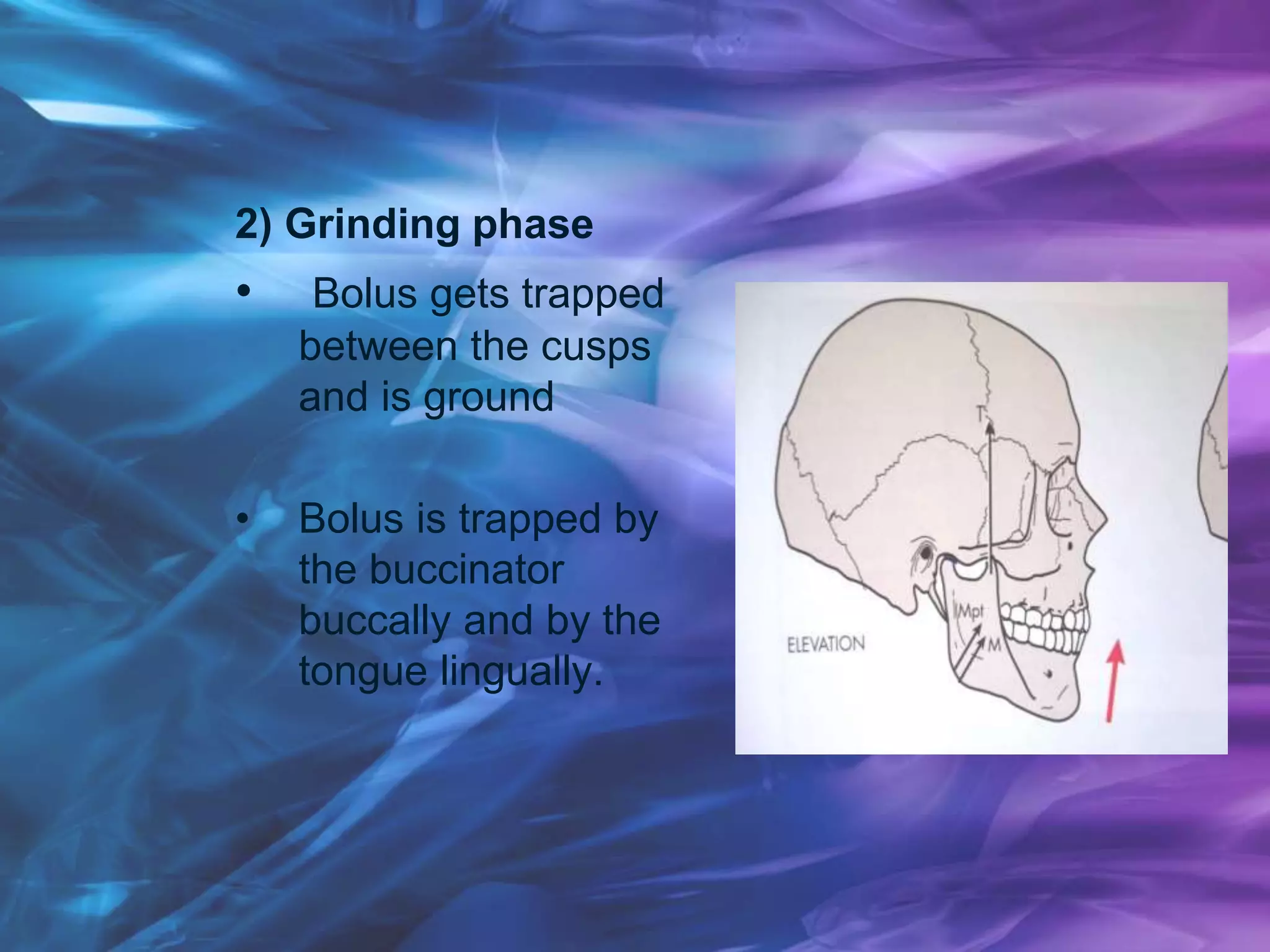 2) Grinding phase
• Bolus gets trapped
between the cusps
and is ground
• Bolus is trapped by
the buccinator
buccally and by the
tongue lingually.
 