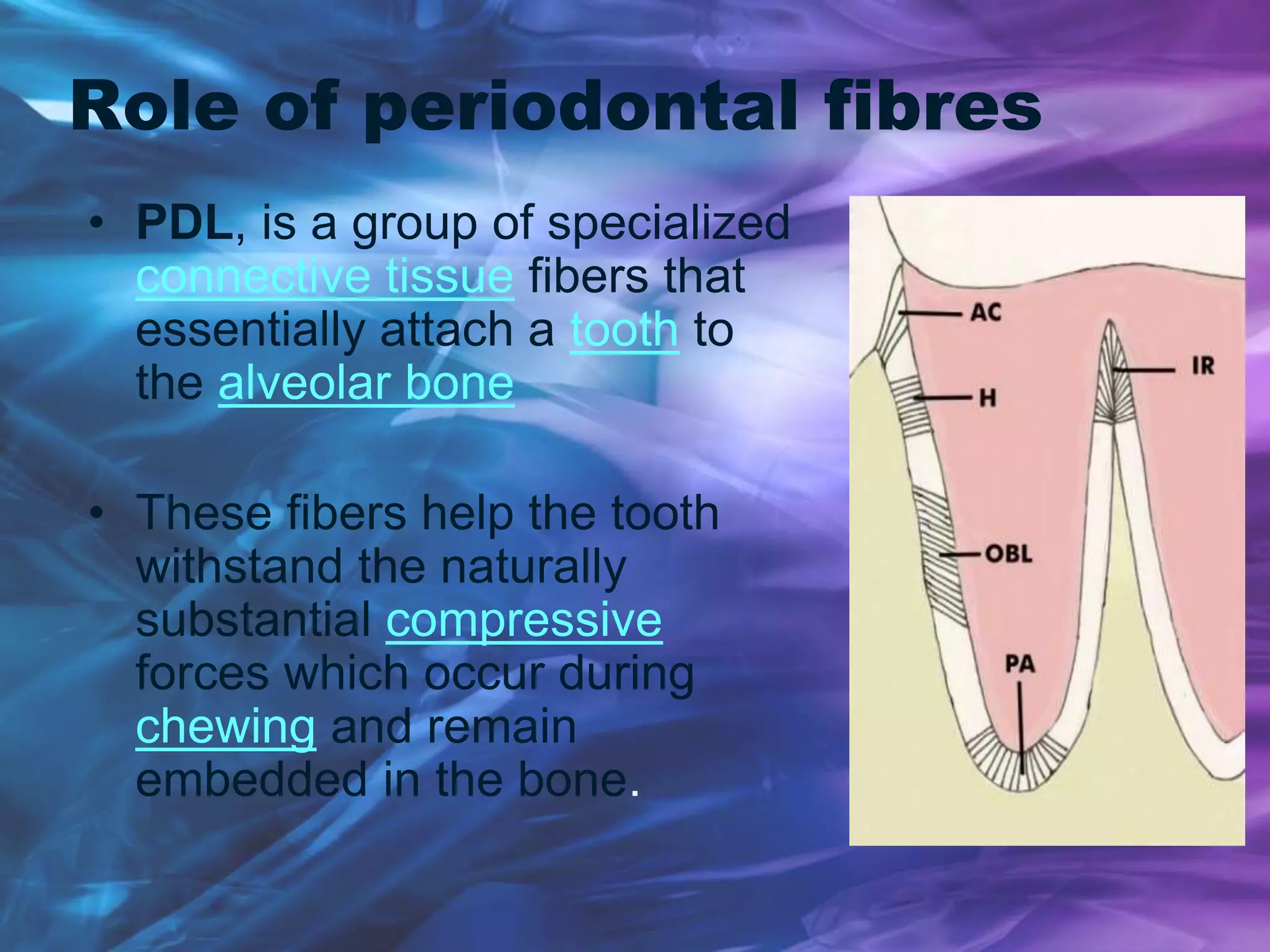 Role of periodontal fibres
• PDL, is a group of specialized
connective tissue fibers that
essentially attach a tooth to
the alveolar bone
• These fibers help the tooth
withstand the naturally
substantial compressive
forces which occur during
chewing and remain
embedded in the bone.
 