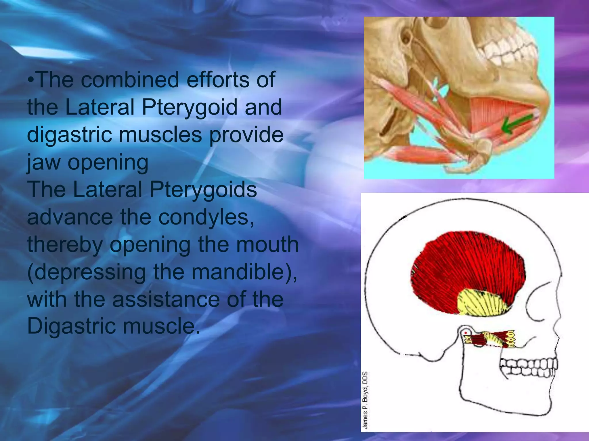•The combined efforts of
the Lateral Pterygoid and
digastric muscles provide
jaw opening
The Lateral Pterygoids
advance the condyles,
thereby opening the mouth
(depressing the mandible),
with the assistance of the
Digastric muscle.
 