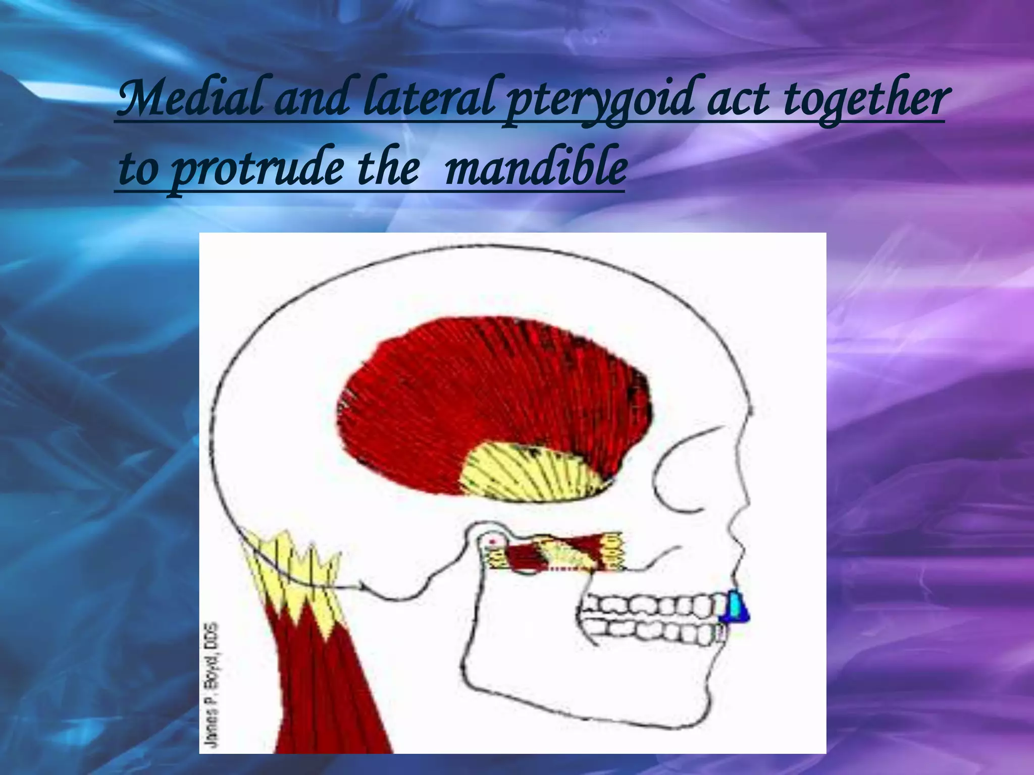 Medial and lateral pterygoid act together
to protrude the mandible
 