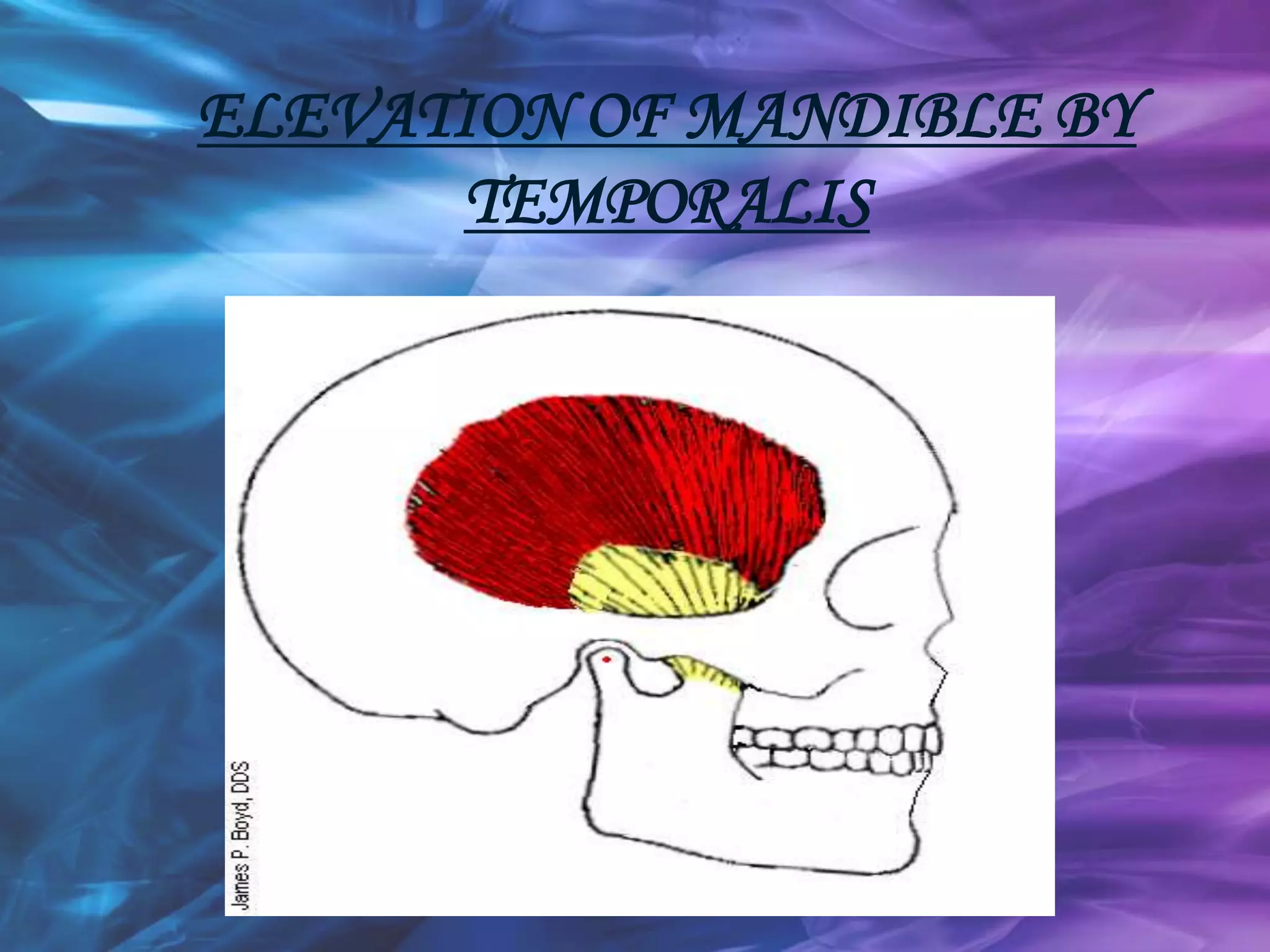 ELEVATION OF MANDIBLE BY
TEMPORALIS
 