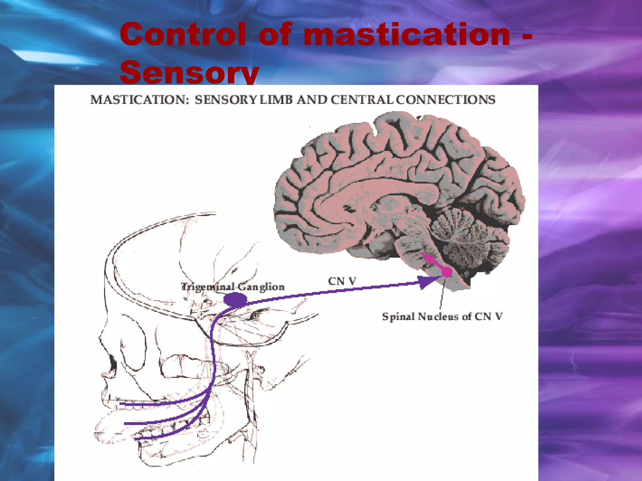 Control of mastication -
Sensory
 