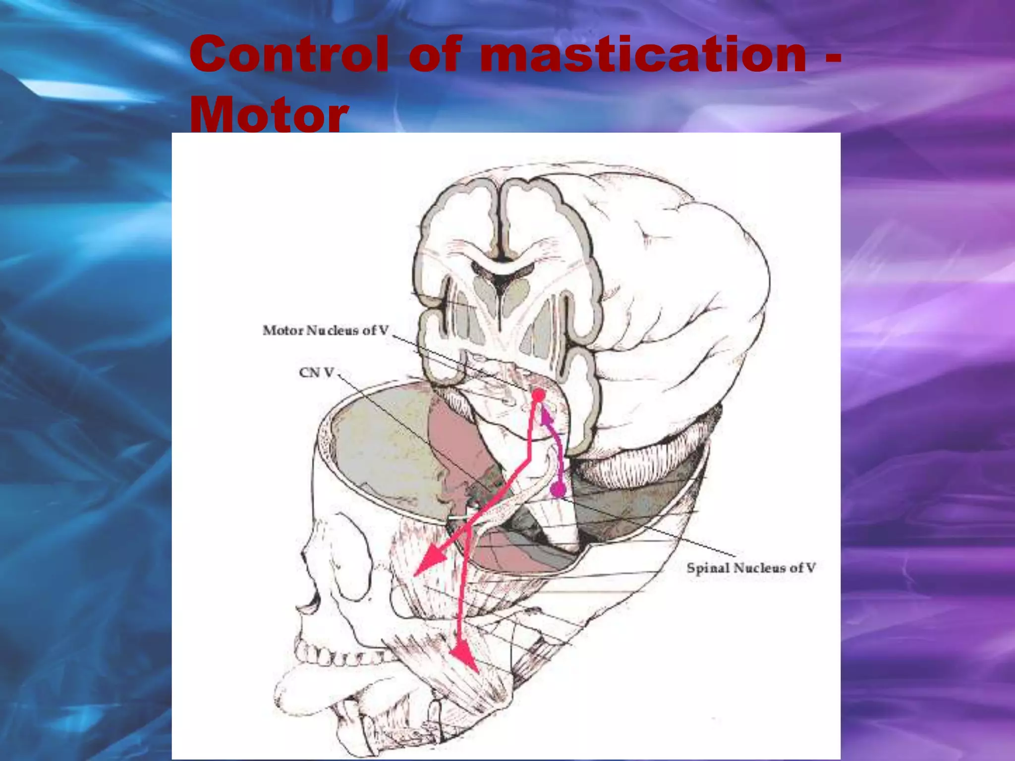 Control of mastication -
Motor
 