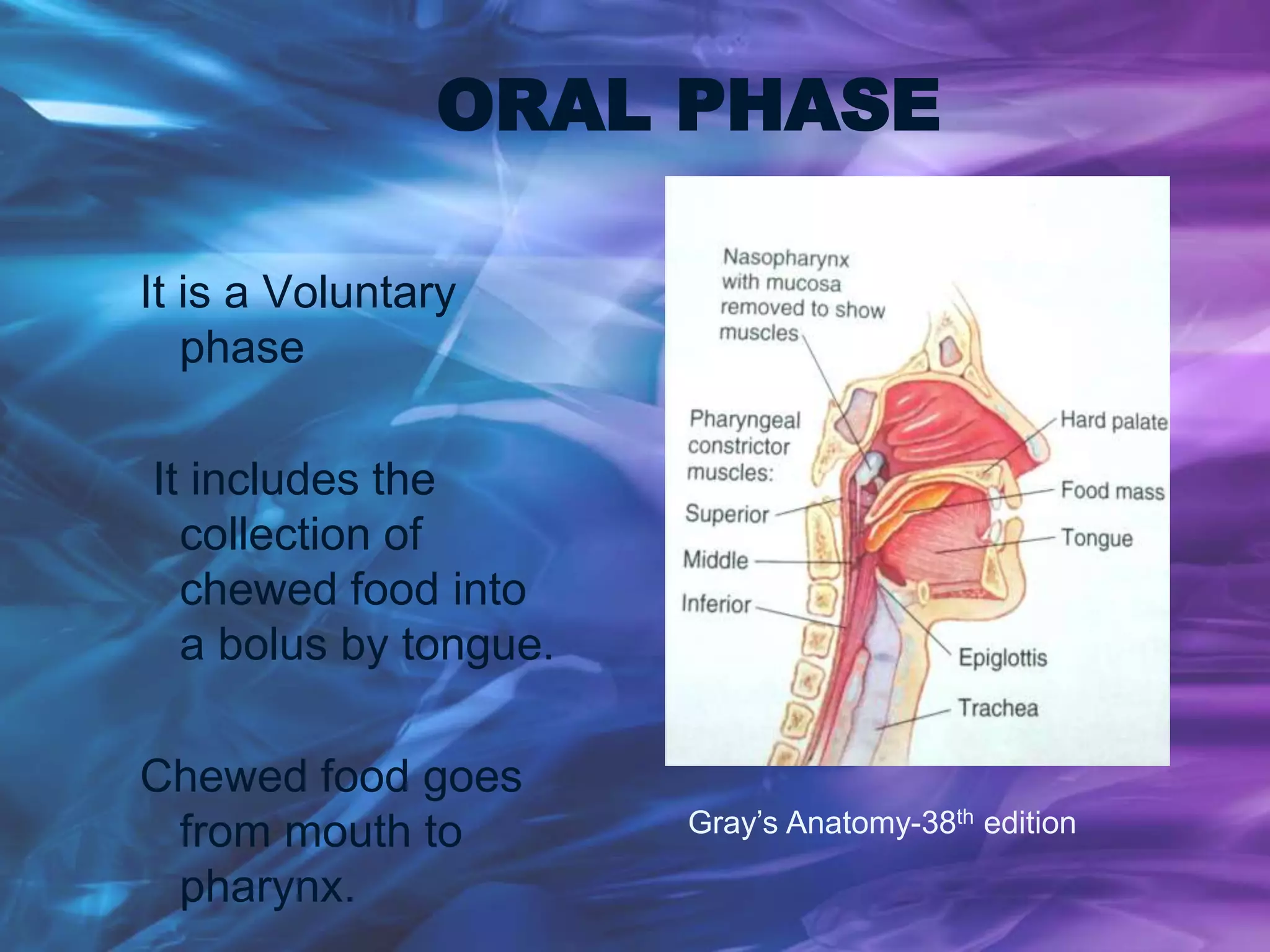 ORAL PHASE
It is a Voluntary
phase
It includes the
collection of
chewed food into
a bolus by tongue.
Chewed food goes
from mouth to
pharynx.
Gray’s Anatomy-38th edition
 