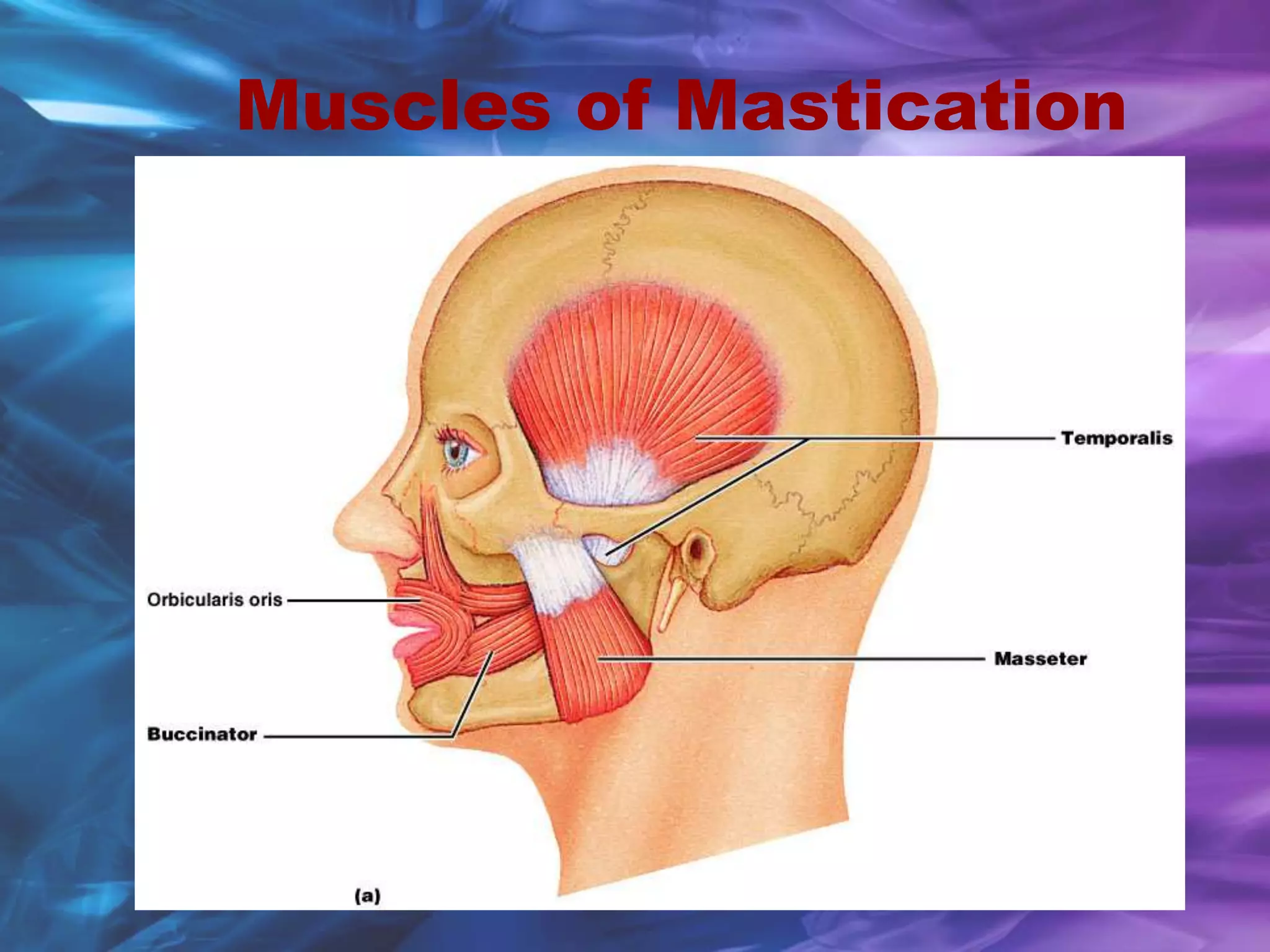 Muscles of Mastication
 