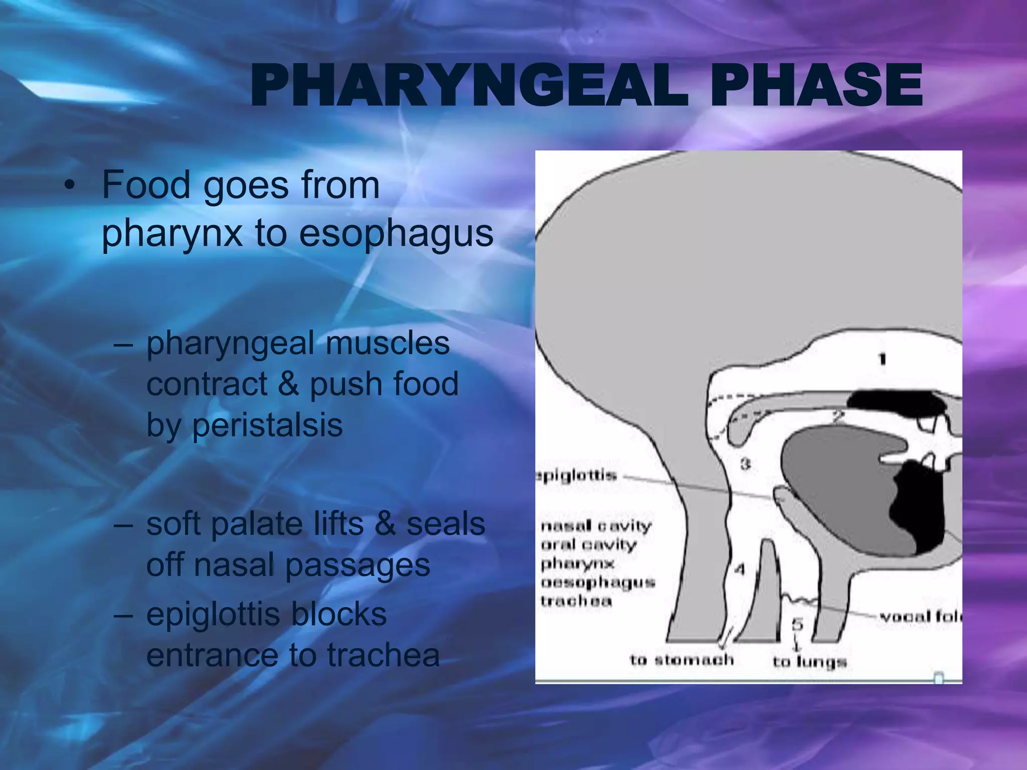 PHARYNGEAL PHASE
• Food goes from
pharynx to esophagus
– pharyngeal muscles
contract & push food
by peristalsis
– soft palate lifts & seals
off nasal passages
– epiglottis blocks
entrance to trachea
 