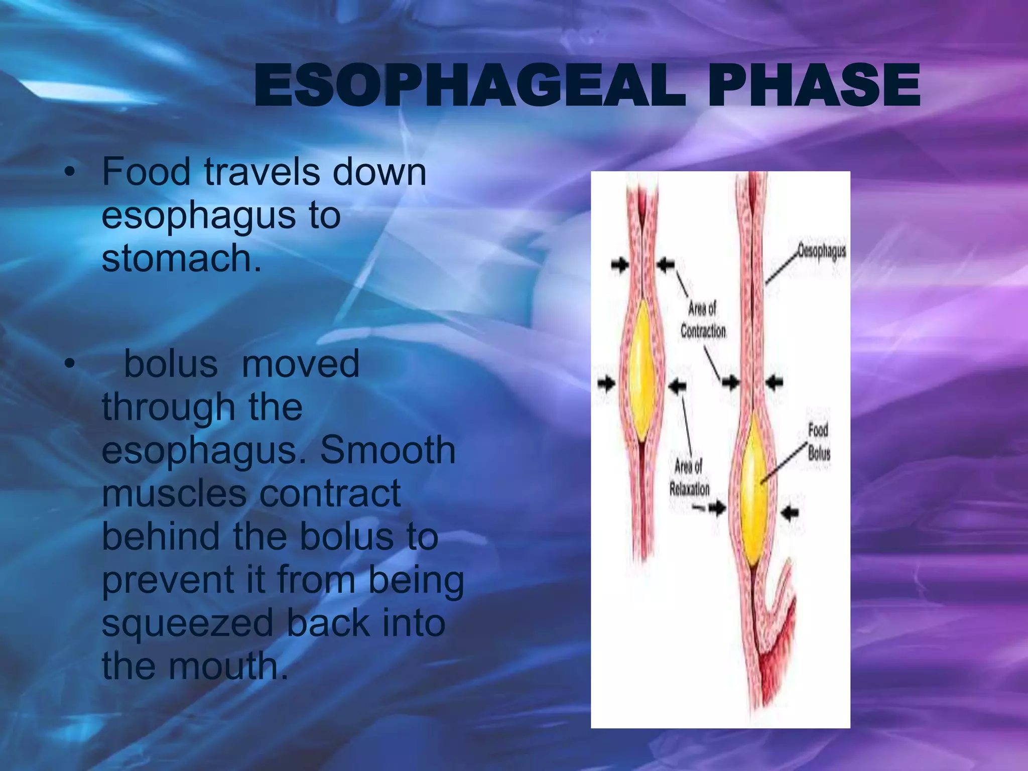 ESOPHAGEAL PHASE
• Food travels down
esophagus to
stomach.
• bolus moved
through the
esophagus. Smooth
muscles contract
behind the bolus to
prevent it from being
squeezed back into
the mouth.
 