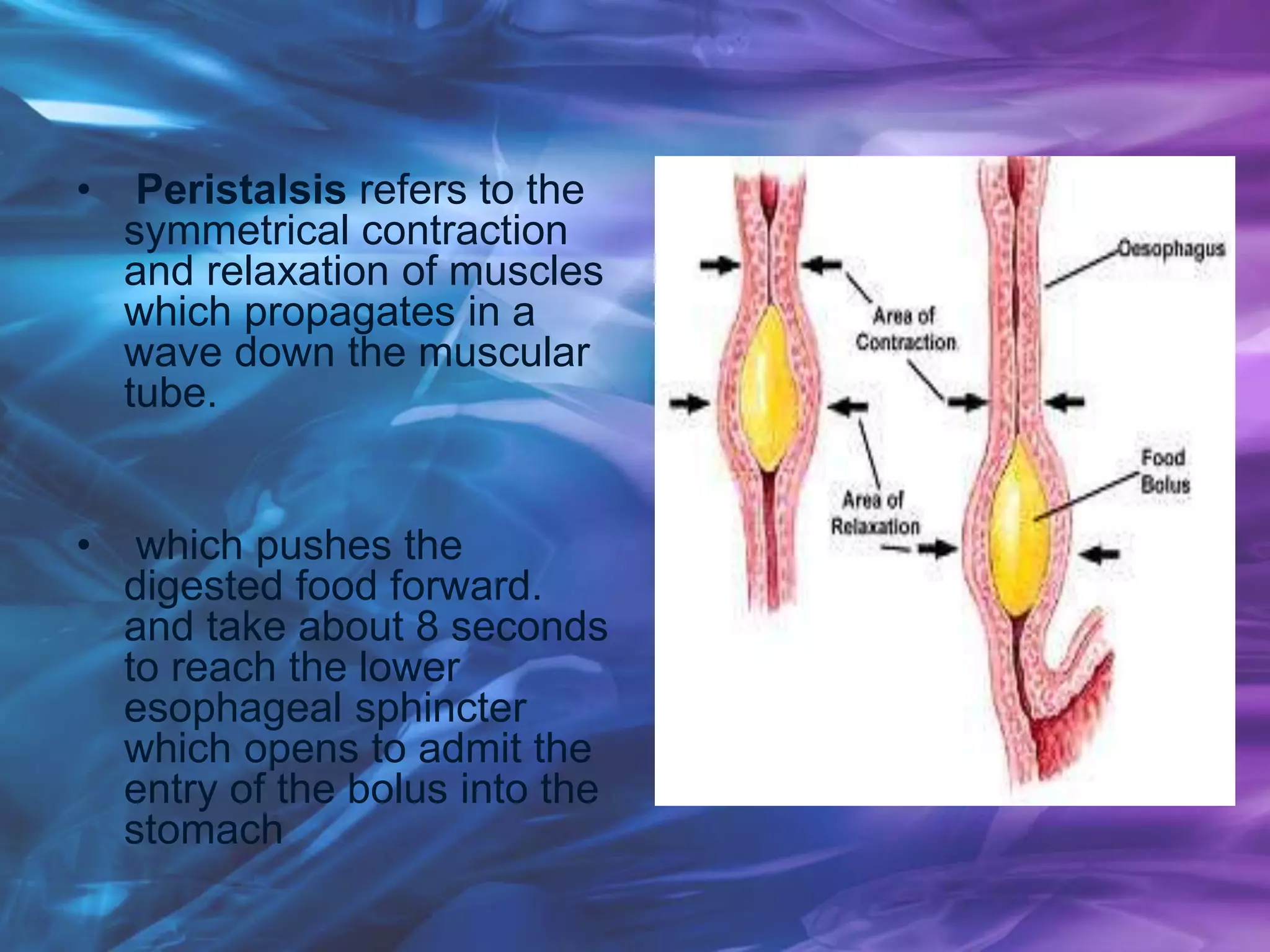 • Peristalsis refers to the
symmetrical contraction
and relaxation of muscles
which propagates in a
wave down the muscular
tube.
• which pushes the
digested food forward.
and take about 8 seconds
to reach the lower
esophageal sphincter
which opens to admit the
entry of the bolus into the
stomach
 