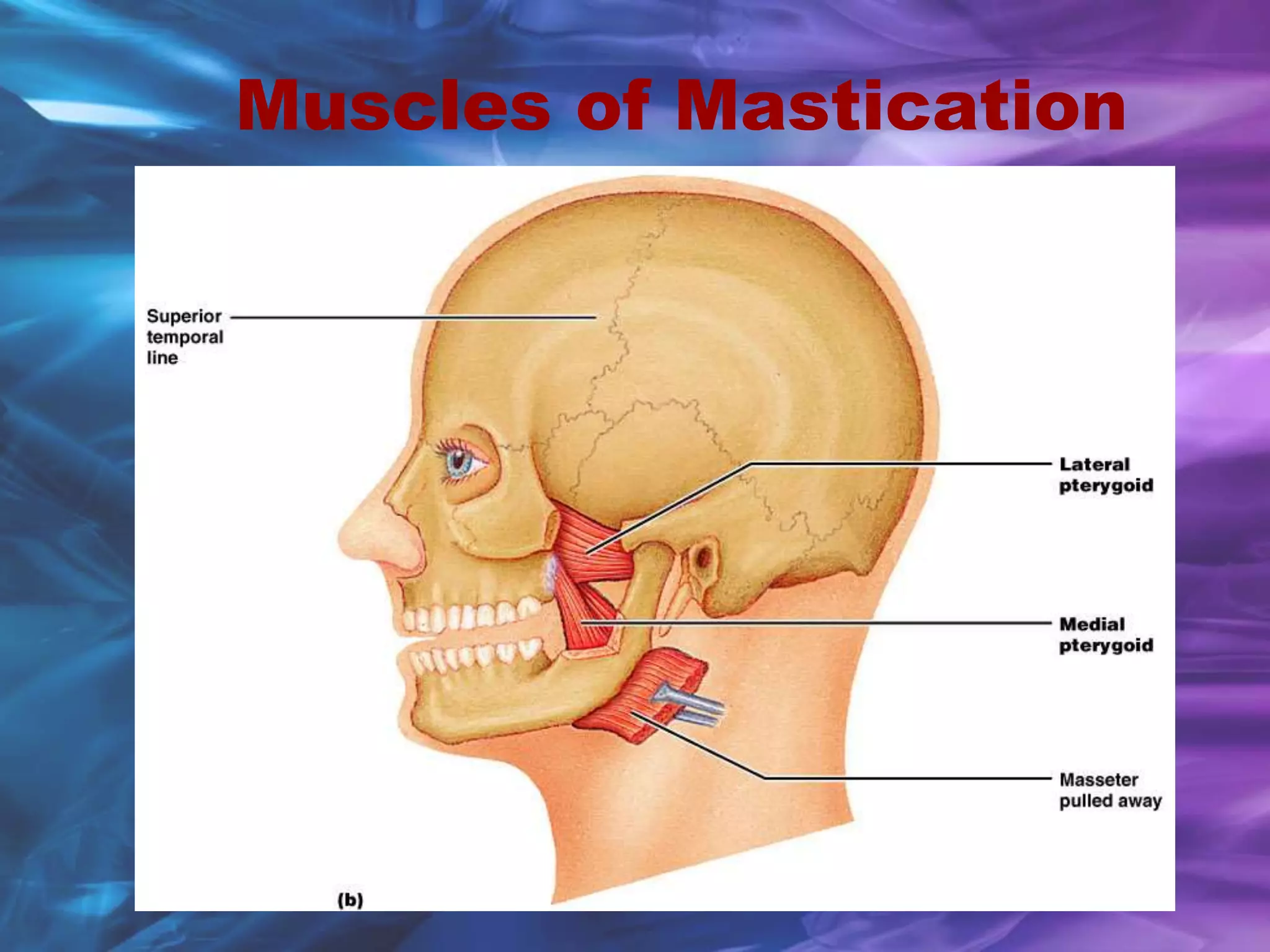 Muscles of Mastication
 