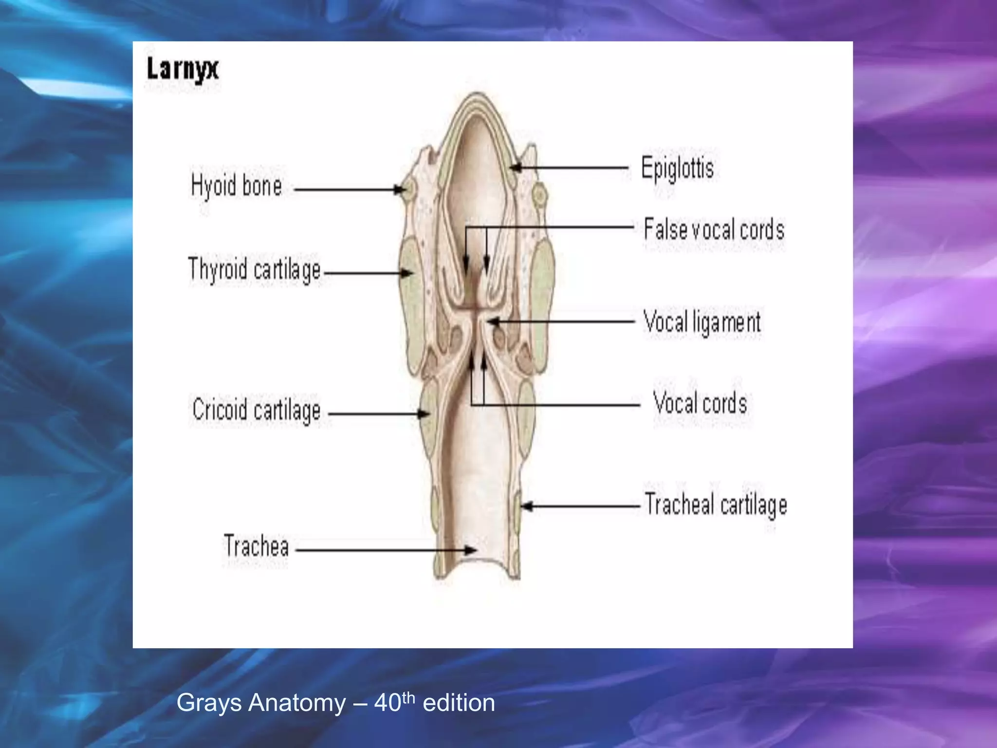 Grays Anatomy – 40th edition
 