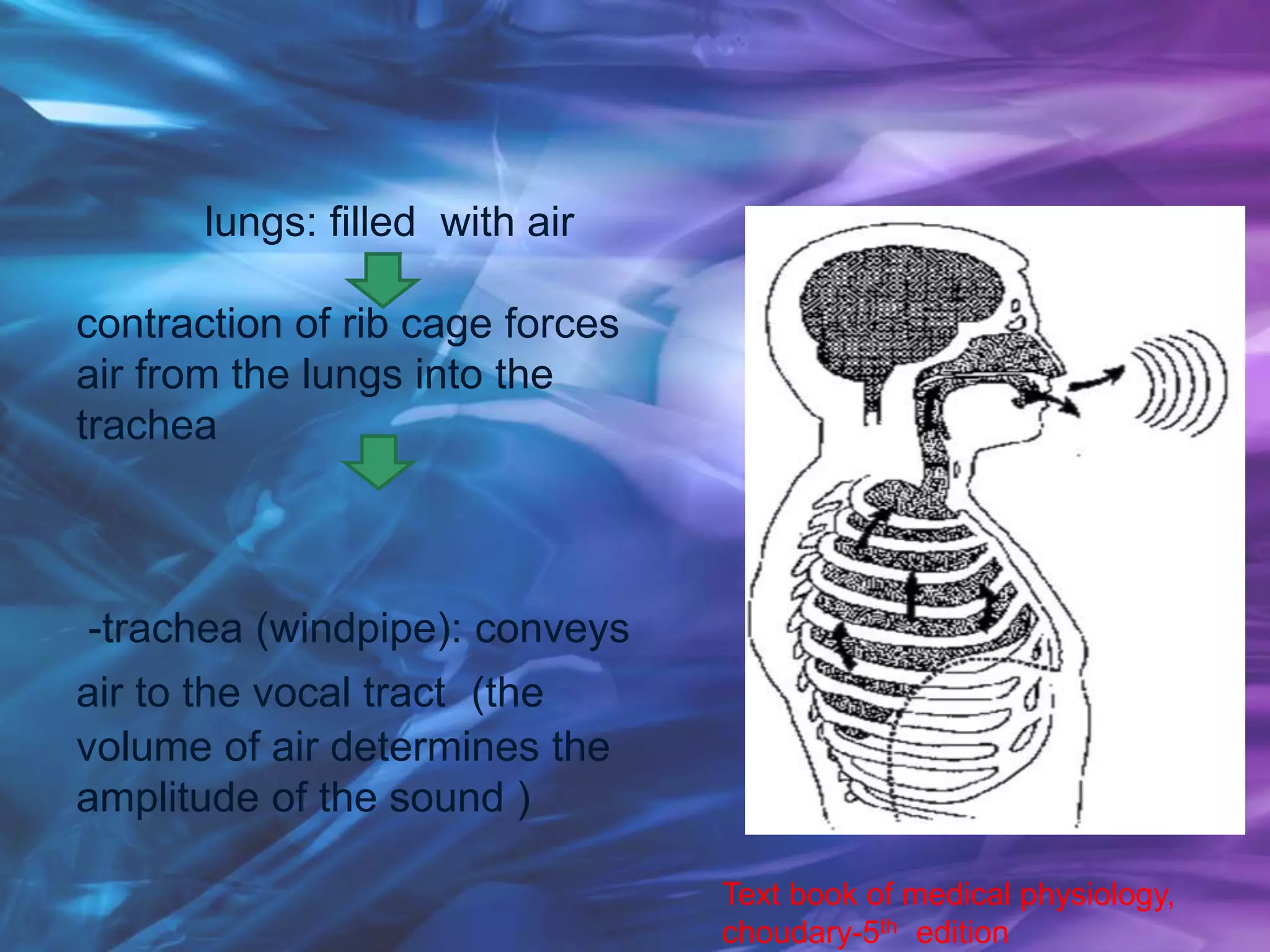 lungs: filled with air
contraction of rib cage forces
air from the lungs into the
trachea
-trachea (windpipe): conveys
air to the vocal tract (the
volume of air determines the
amplitude of the sound )
Text book of medical physiology,
choudary-5th edition
 