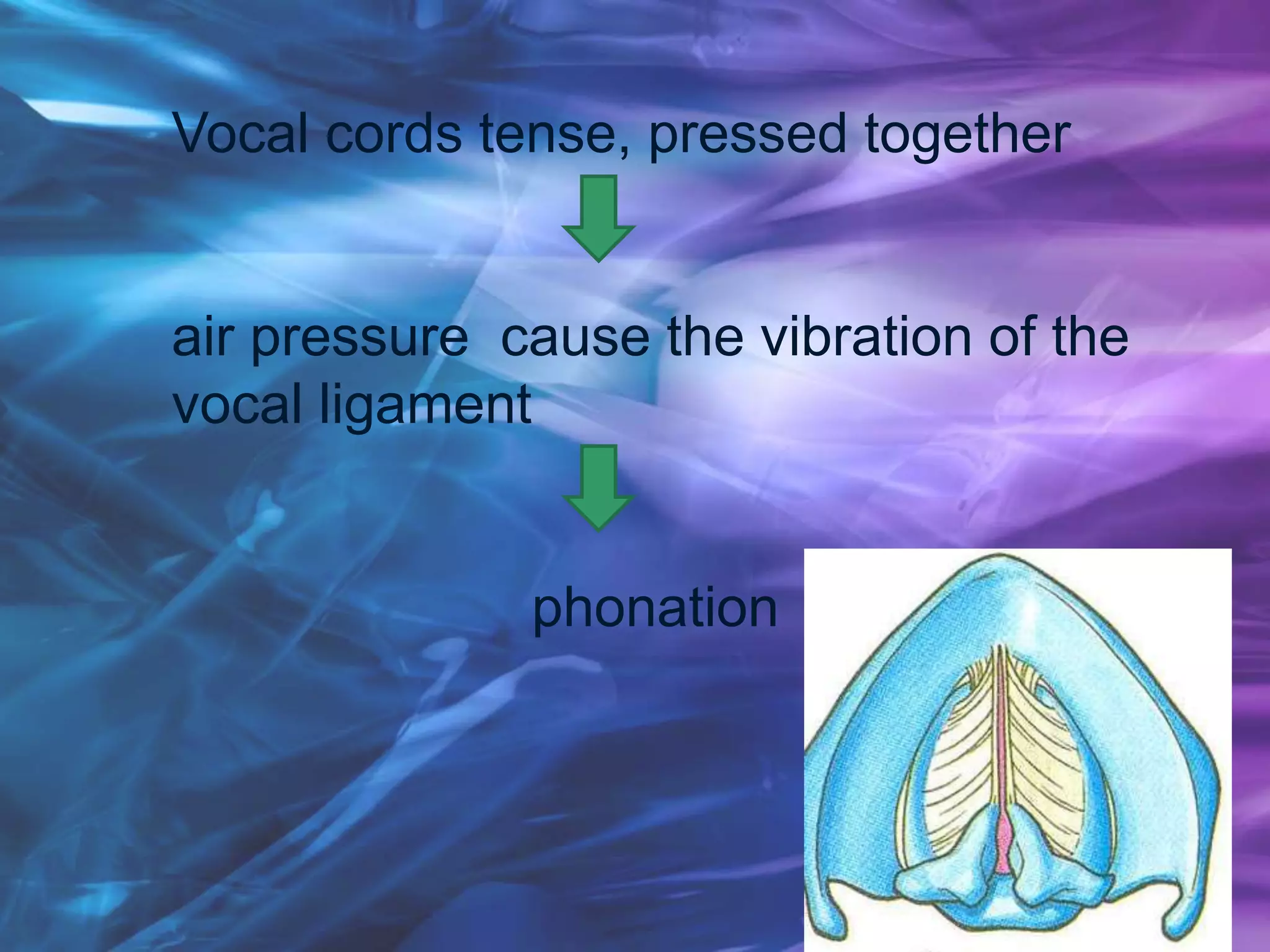 Vocal cords tense, pressed together
air pressure cause the vibration of the
vocal ligament
phonation
 