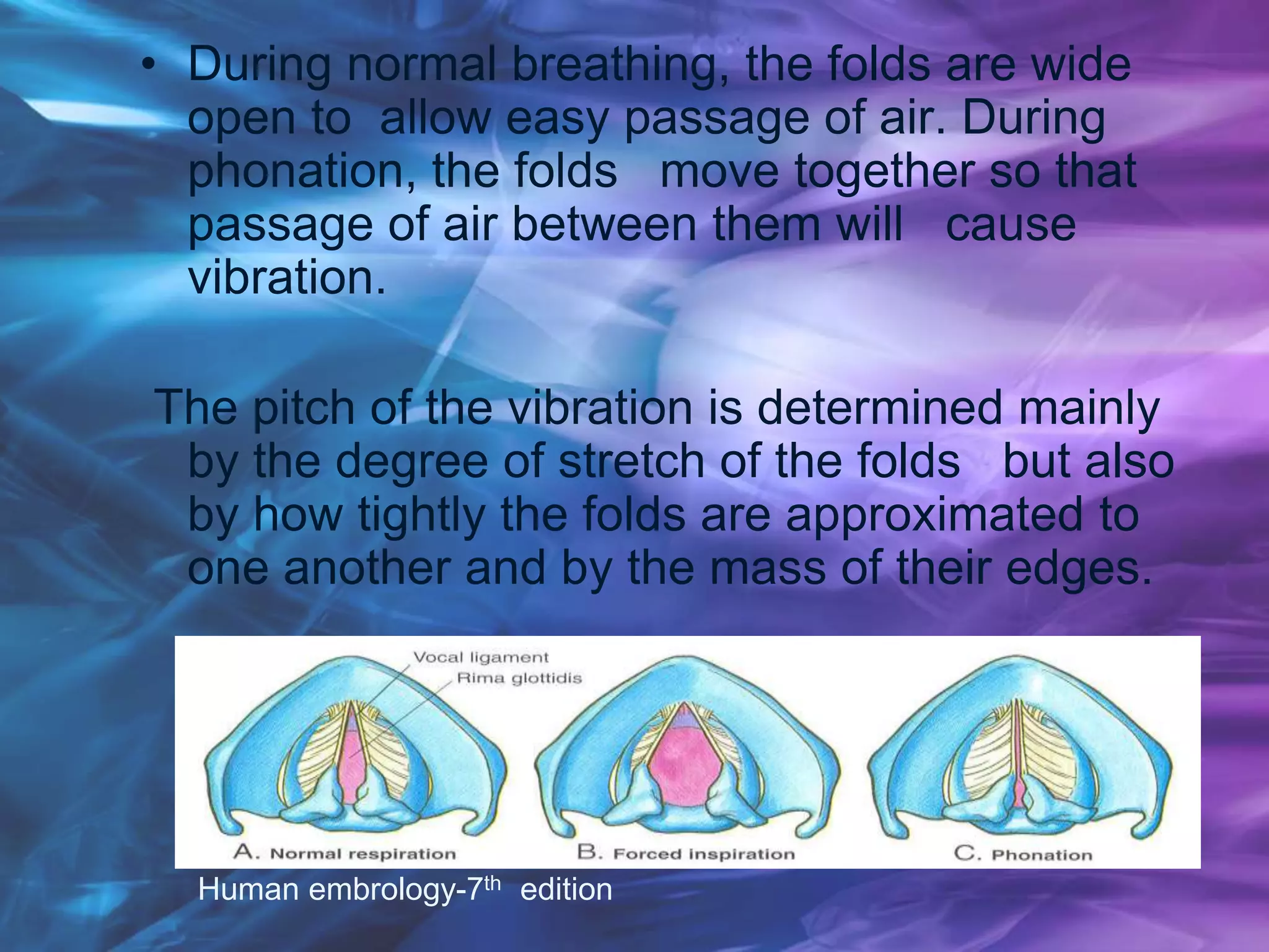• During normal breathing, the folds are wide
open to allow easy passage of air. During
phonation, the folds move together so that
passage of air between them will cause
vibration.
The pitch of the vibration is determined mainly
by the degree of stretch of the folds but also
by how tightly the folds are approximated to
one another and by the mass of their edges.
Human embrology-7th edition
 