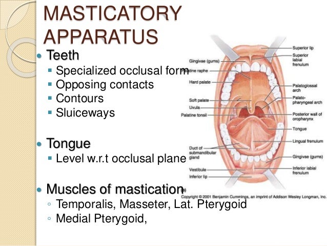 mastication degluttition digestion assimilation