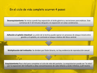 En el ciclo de vida completo ocurren 4 pasos:


  Desenquistamíento: Se inicia cuando hay exposición al ácido gástrico y secreciones pancreáticos. Este
              comienza de 5-10 minutos después a la exposición en estas condiciones.




  Adhesión al epitelio intestinal: La unión de la lectina puede operar en procesos de ataque inicial entre
                   giardia y el epitelio, en contraste al ataque relativo del disco ventral.




   Multiplicación del trofozoíto: Se dividen por fisión binaria, no hay evidencia de reproducción sexual.




Enquistamiento:Paso vital para completar el ciclo de vida del parásito. La enquistacion puede ser "in vitro"
  por la exposición del trofozoíto a altas concentraciones de sales biliares y ácido milistico, a pH neutro.
 