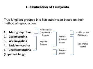 Classification of Eumycota
True fungi are grouped into five subdivision based on their
method of reproduction.
1. Mastigomycotina
2. Zygomycotina
3. Ascomycotina
4. Basidiomycotina
5. Deuteromycotina
(Imperfect fungi)
Asexual
& sexual
spores
Non-motile
spores
motile spores
Zoospores
Asexual
spores
septate
hyphae
Non-septate
(coenocytic)
hyphae
 