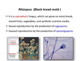 Rhizopus (Black bread mold )
 It is a saprophytic fungus, which can grow on moist bread,
stored fruits, vegetables, and synthetic nutritive media.
 Sexual reproduction by the production of zygospores.
 Asexual reproduction by the production of sporangispores
 